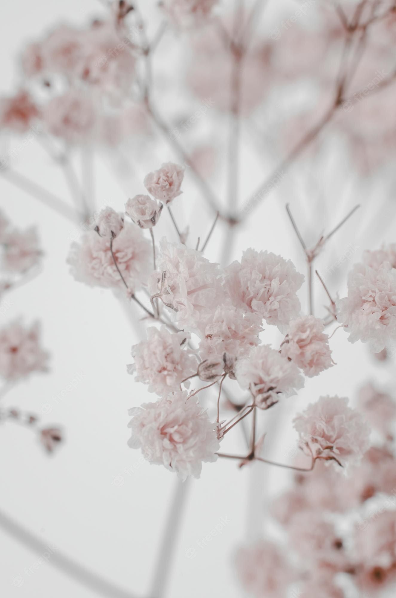A bunch of baby's breath flowers on a white background - Blush