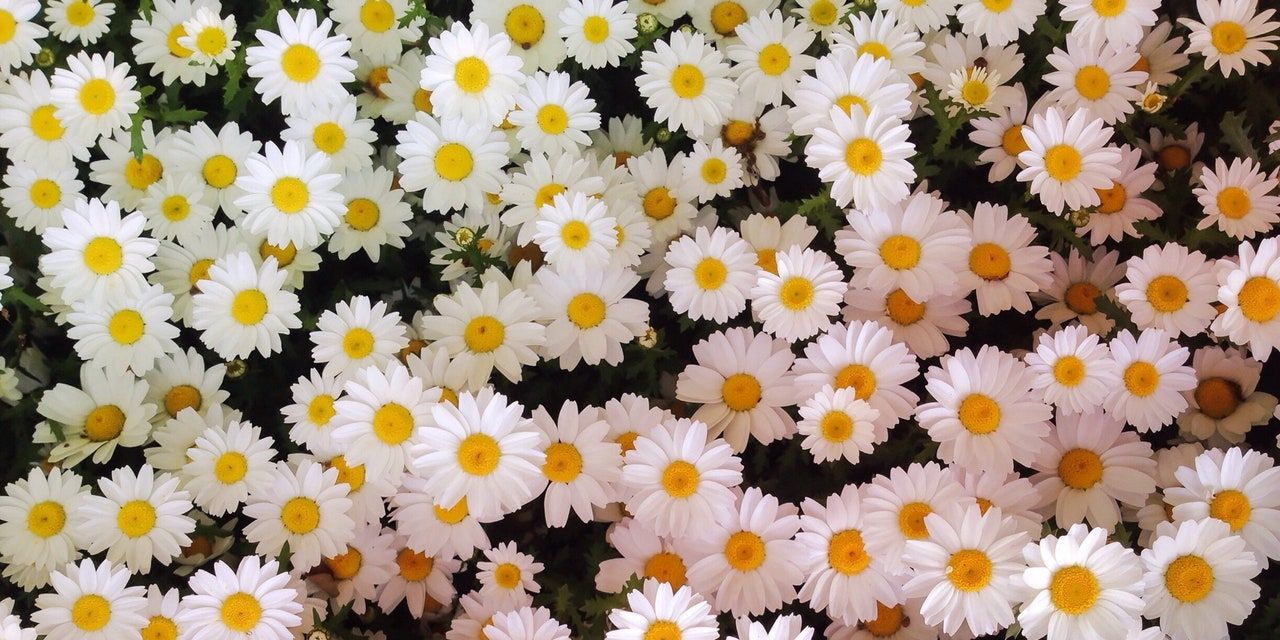 A close up of many white and yellow daisies - Daisy