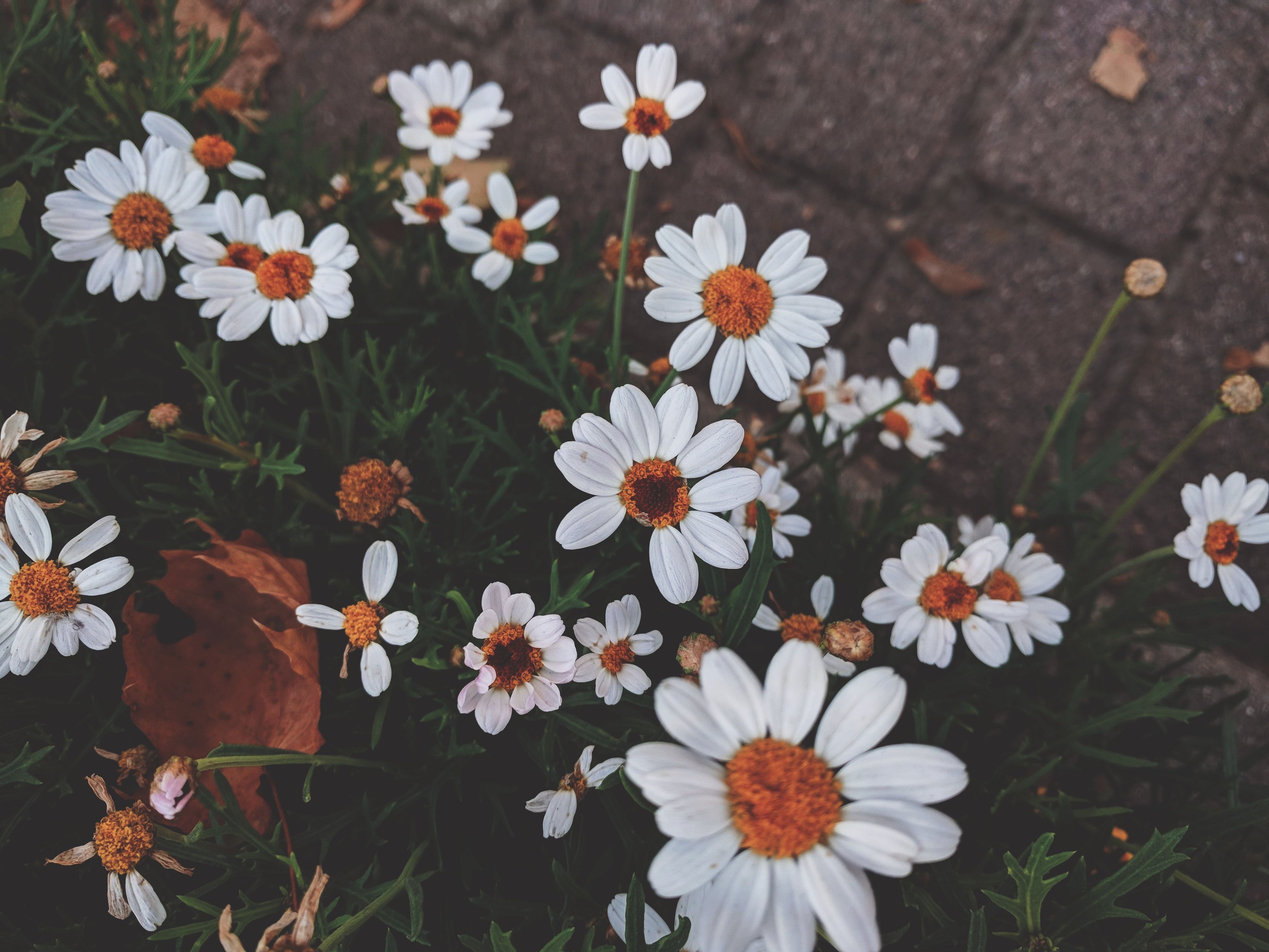 White Daisy Flower in Dark Background · Free