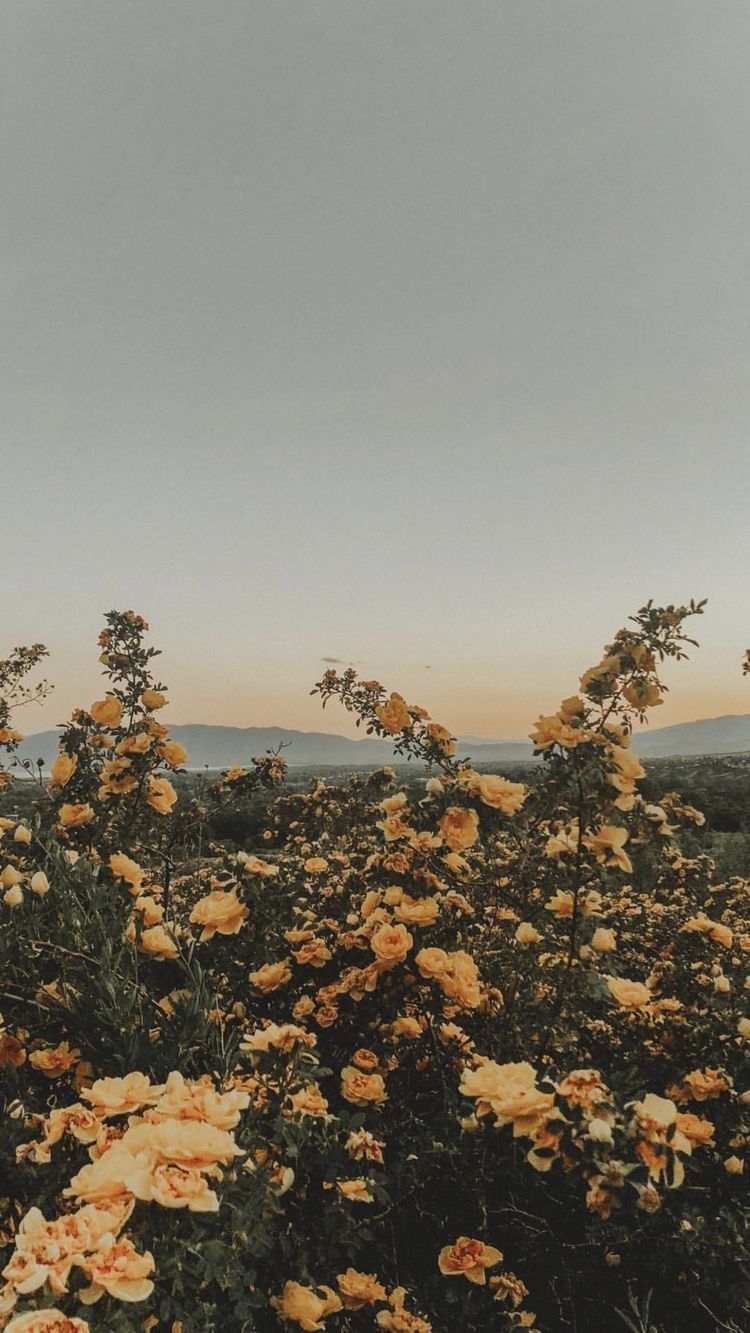 A field of flowers with mountains in the background - Nature