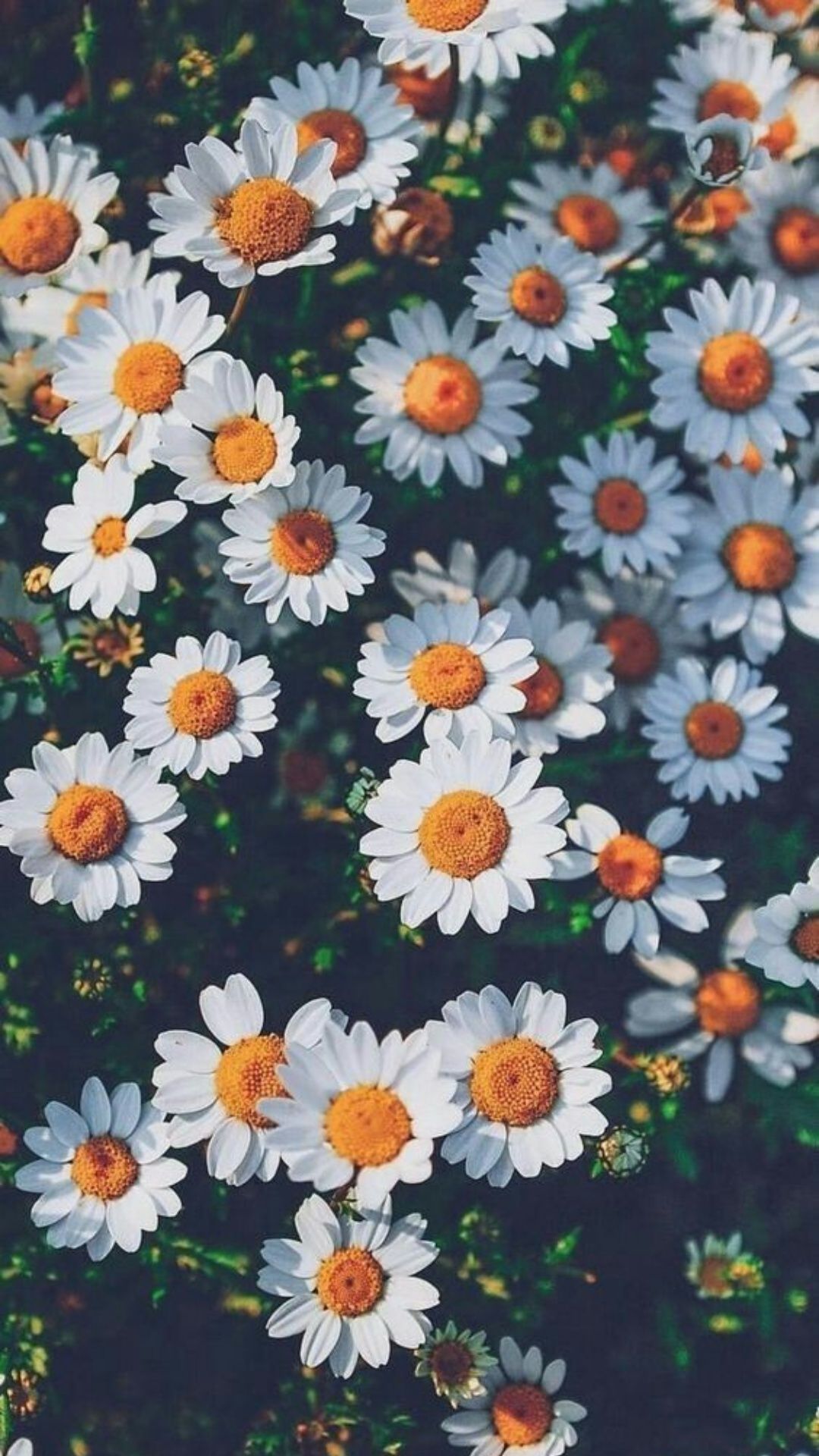 A wallpaper of daisies - Nature, Android