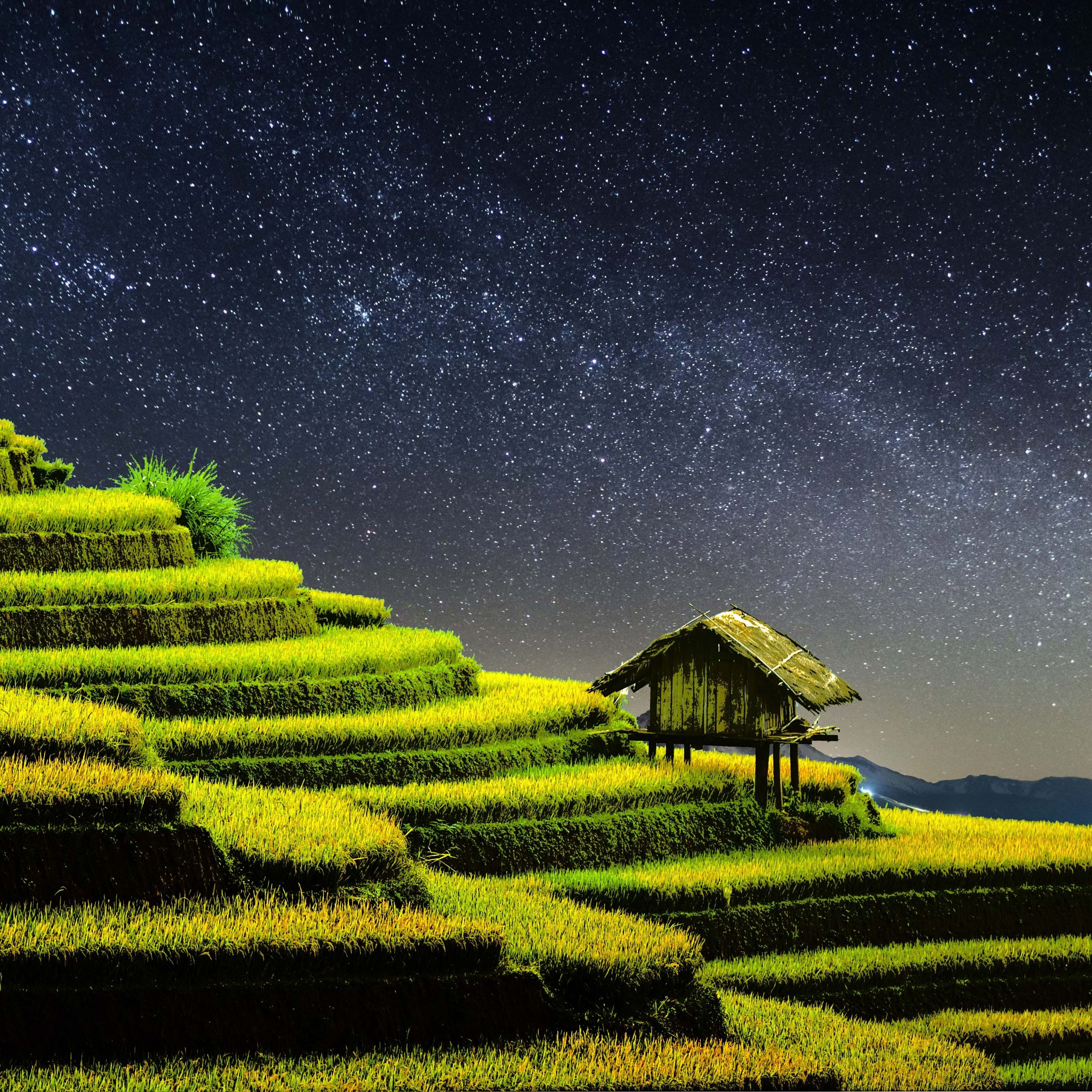 A field of rice with stars in the sky - Farm