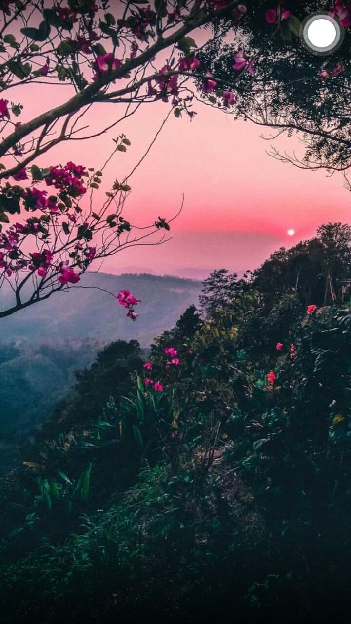 A sunset over the mountains with flowers - Nature