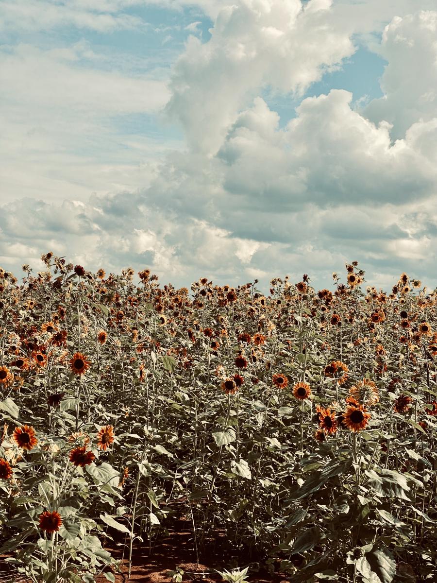 A field of sunflowers with a cloudy sky above. - Farm