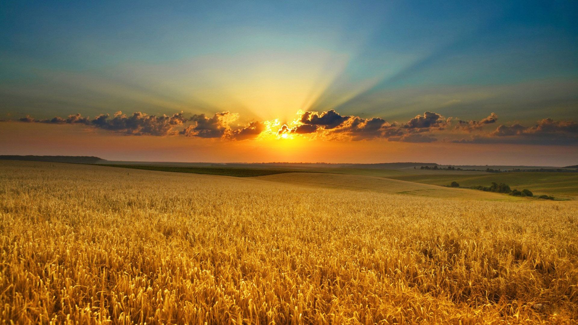 A sunset over an open field of wheat - Farm