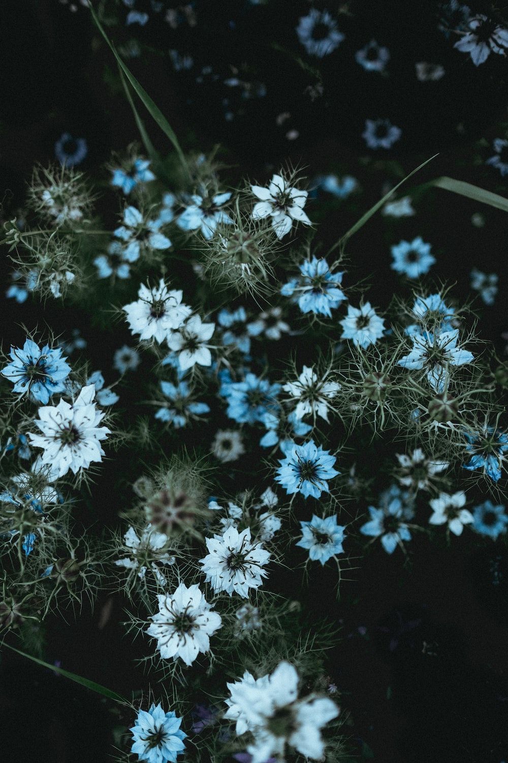 A field of blue flowers with green stems. - Nature