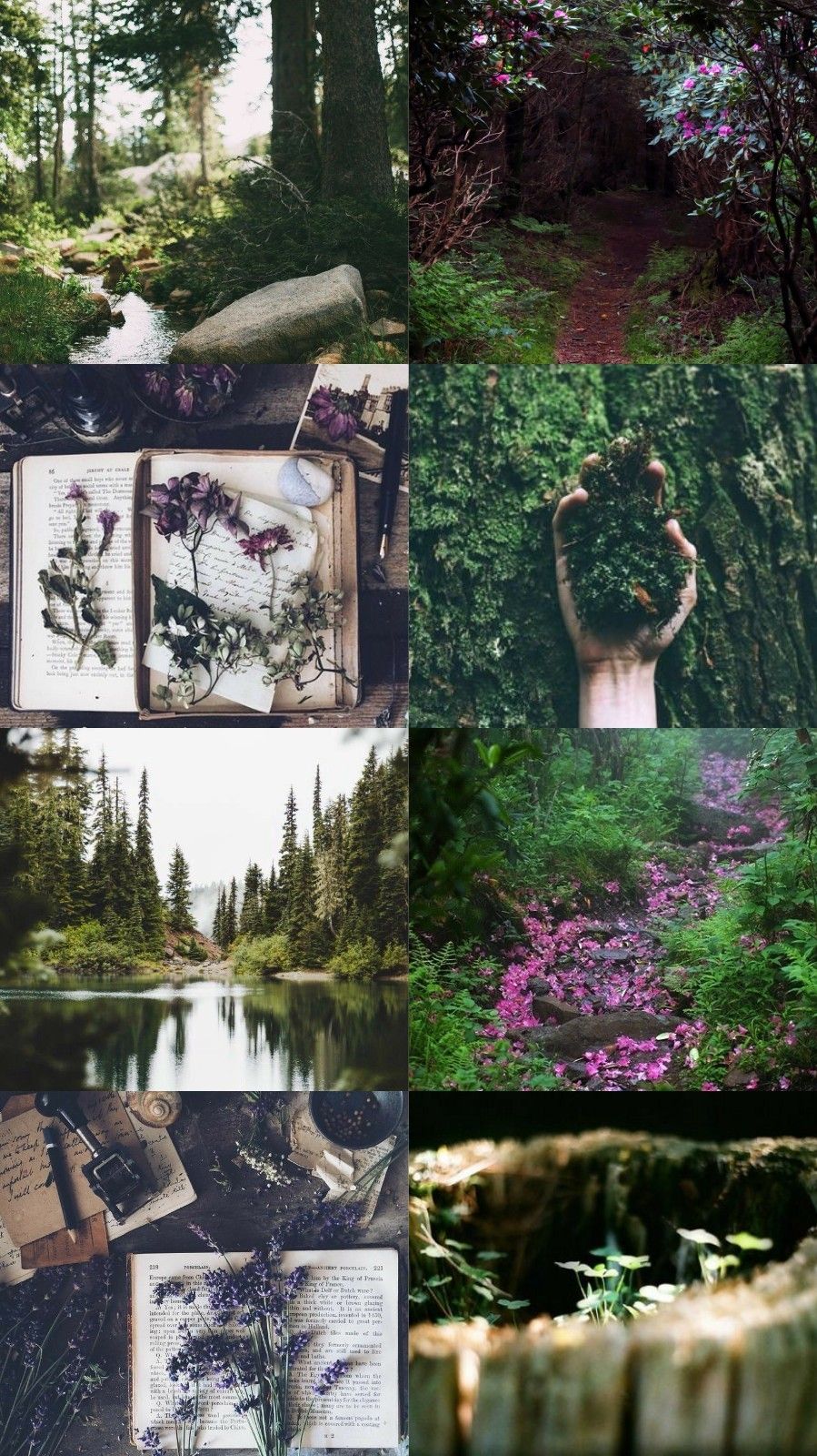 A collage of pictures that are in the forest - Nature