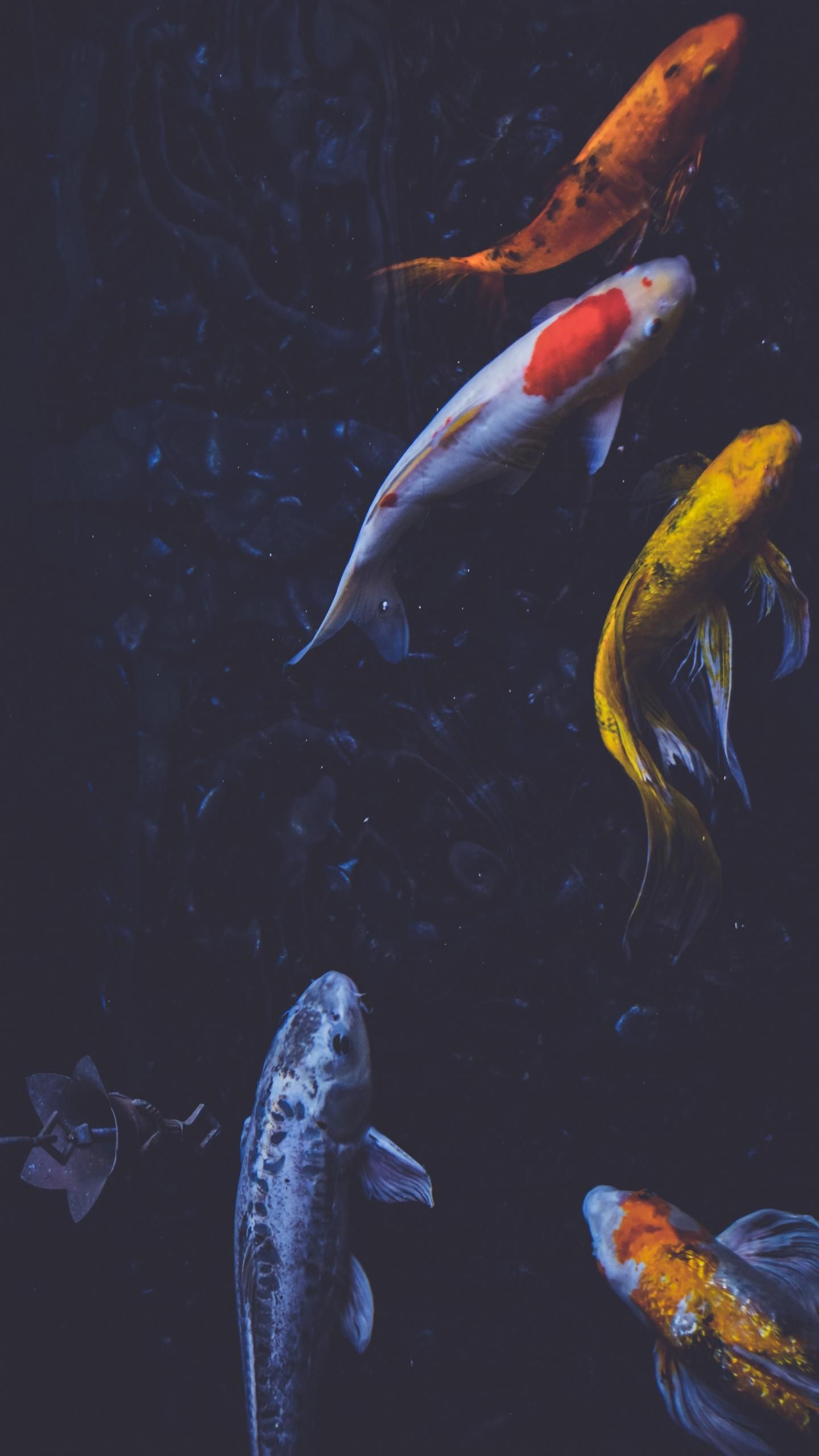 Koi fish. Fish wallpaper, Koi wallpaper, Fish background