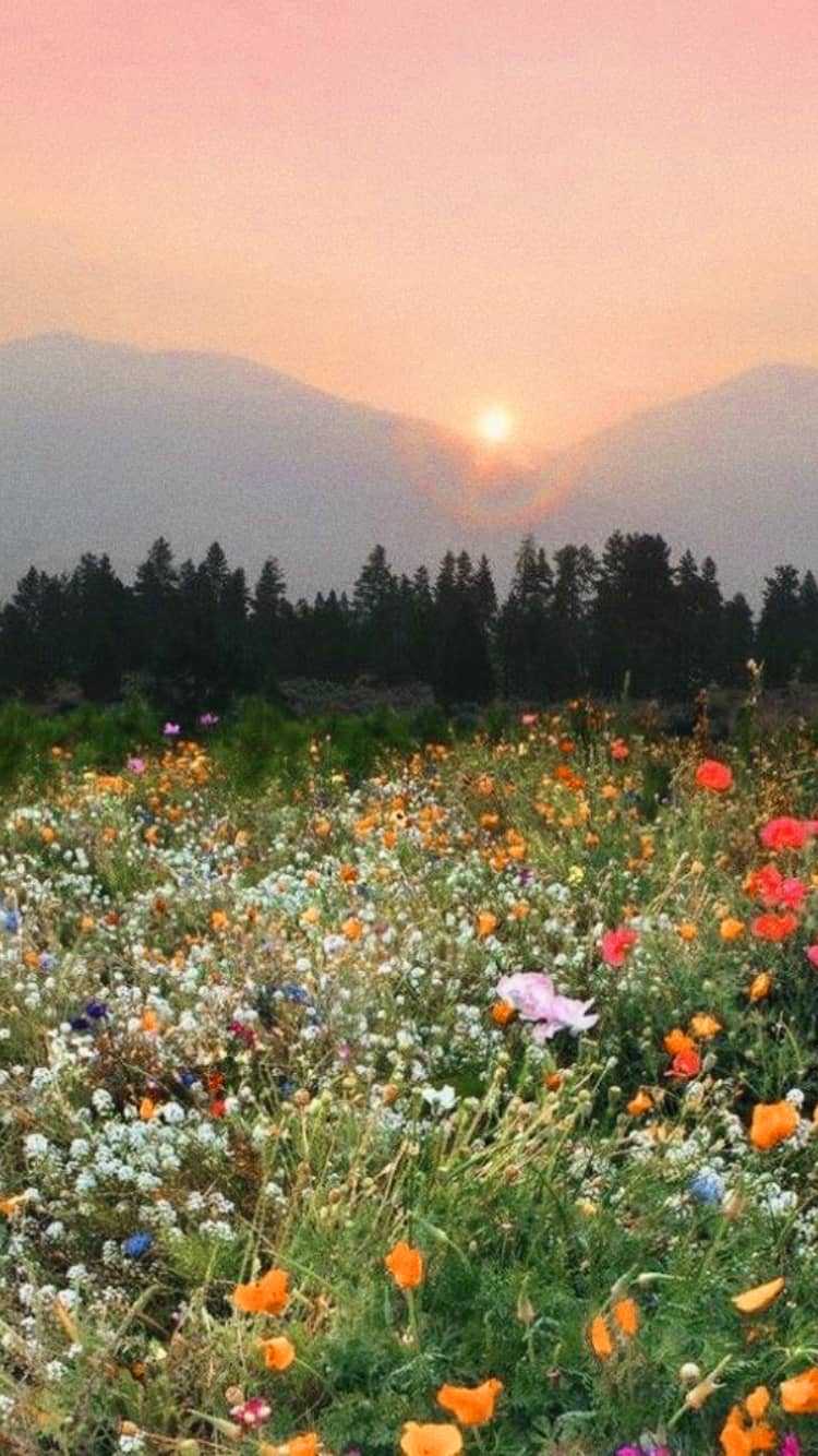 The sun setting over a field of flowers - Nature, garden