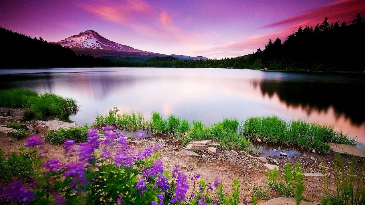 A lake with purple flowers and mountains in the background - Nature, beautiful