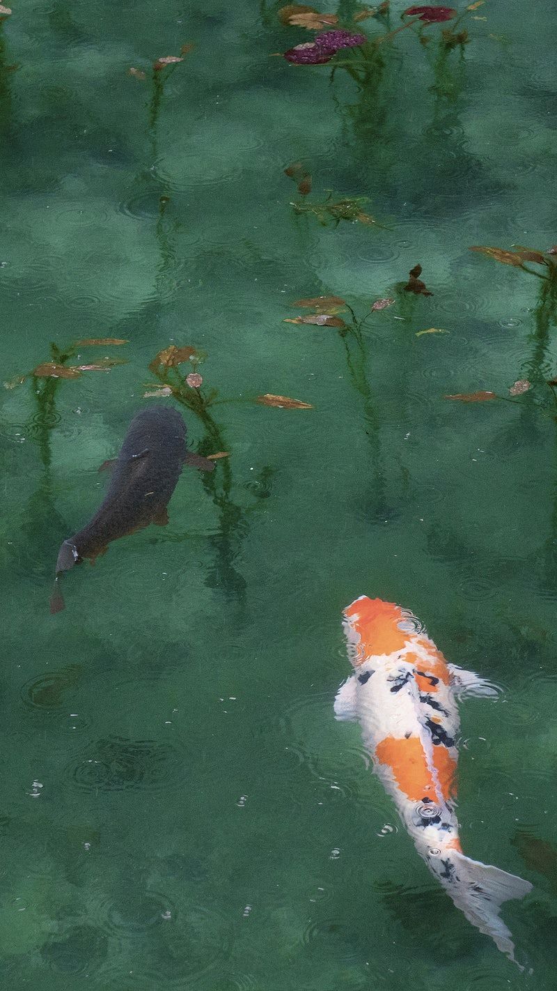 Two koi fish swimming in a pond - Koi fish