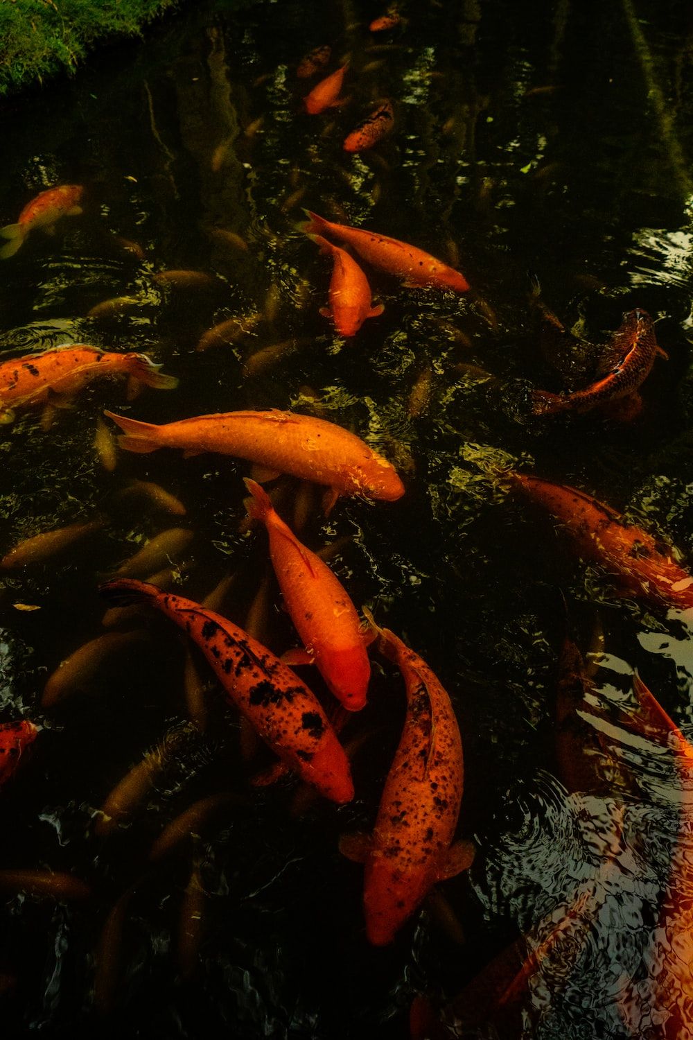 red fishes in water during daytime photo
