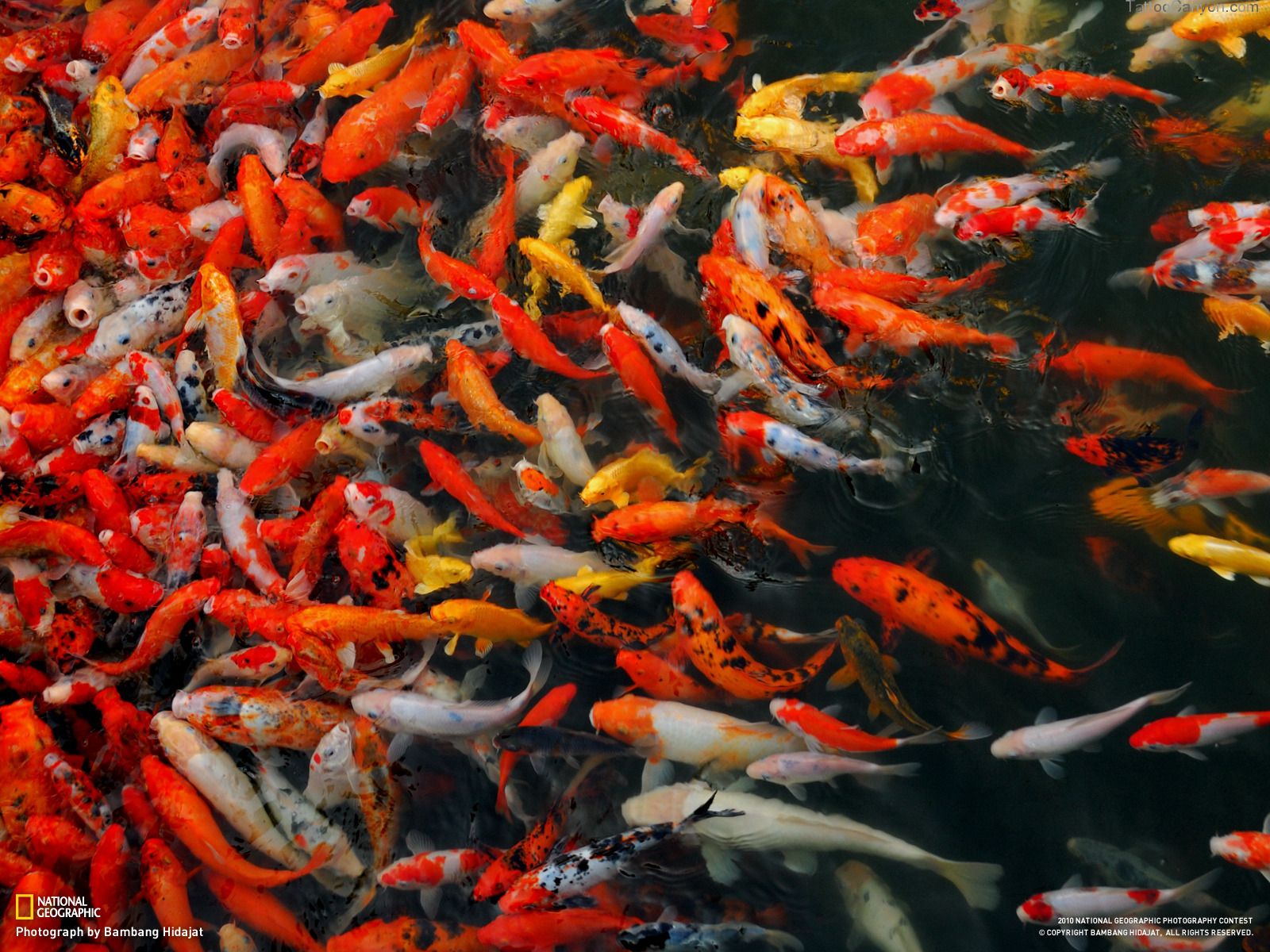 A school of colorful koi fish swim together in a pond. - Koi fish