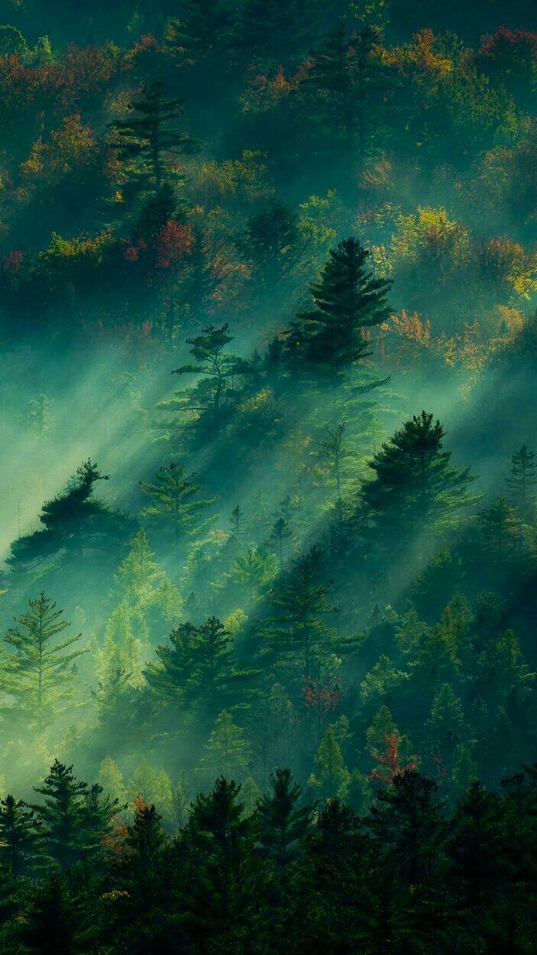 A misty forest with trees and mountains - Nature