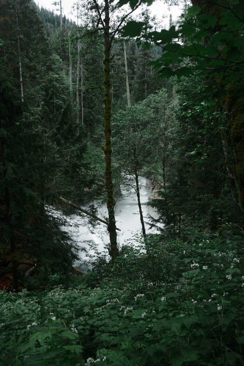 A forest with trees and water in the background - Nature, dark green
