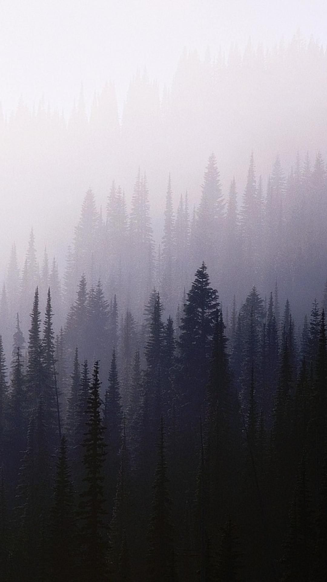 Forest iPhone 8 wallpaper - Nature, fog