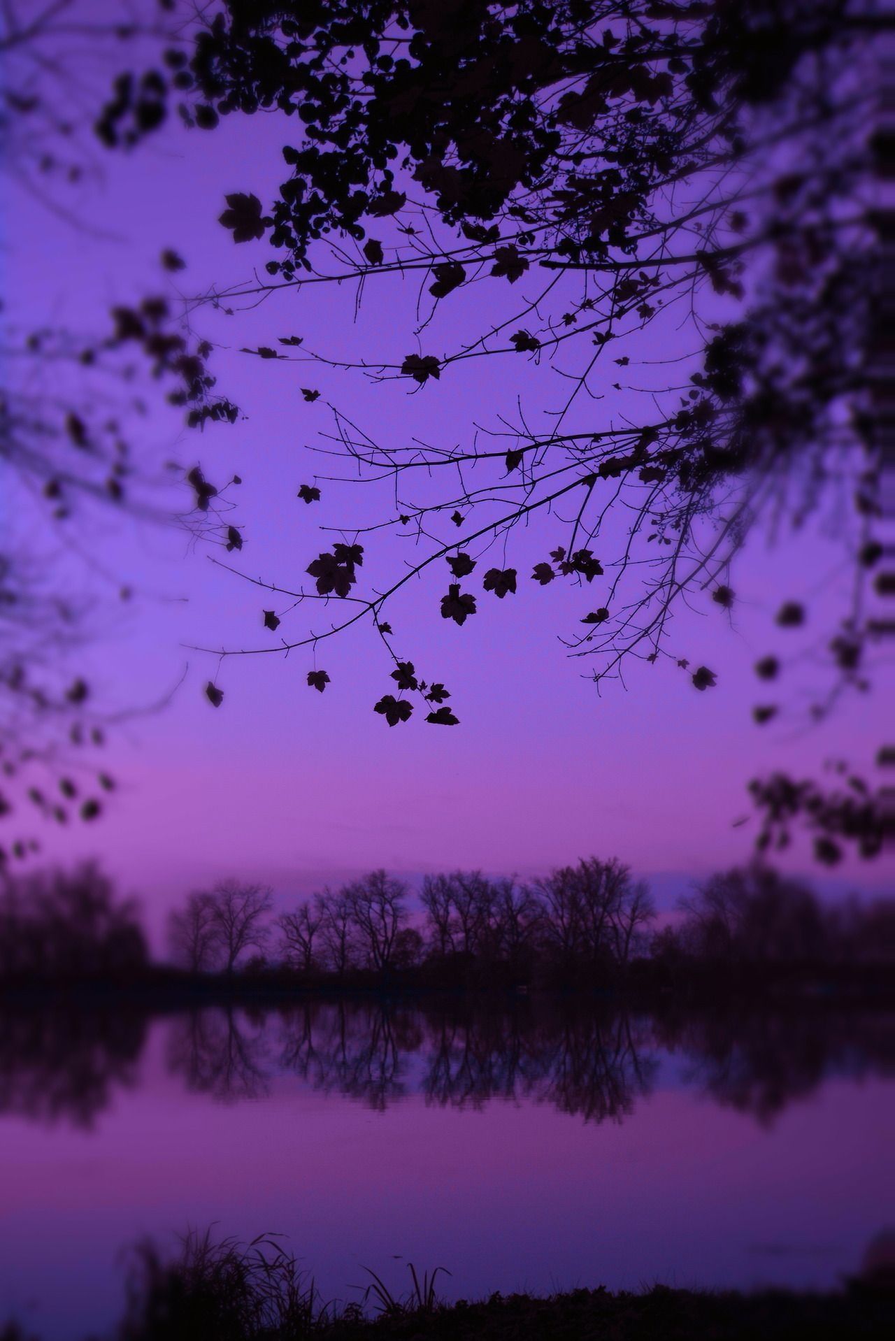 A purple sky with trees and water in the background - Nature