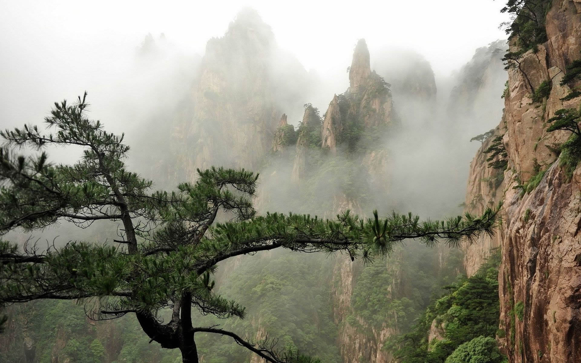 A misty mountain range with trees in the foreground. - Nature