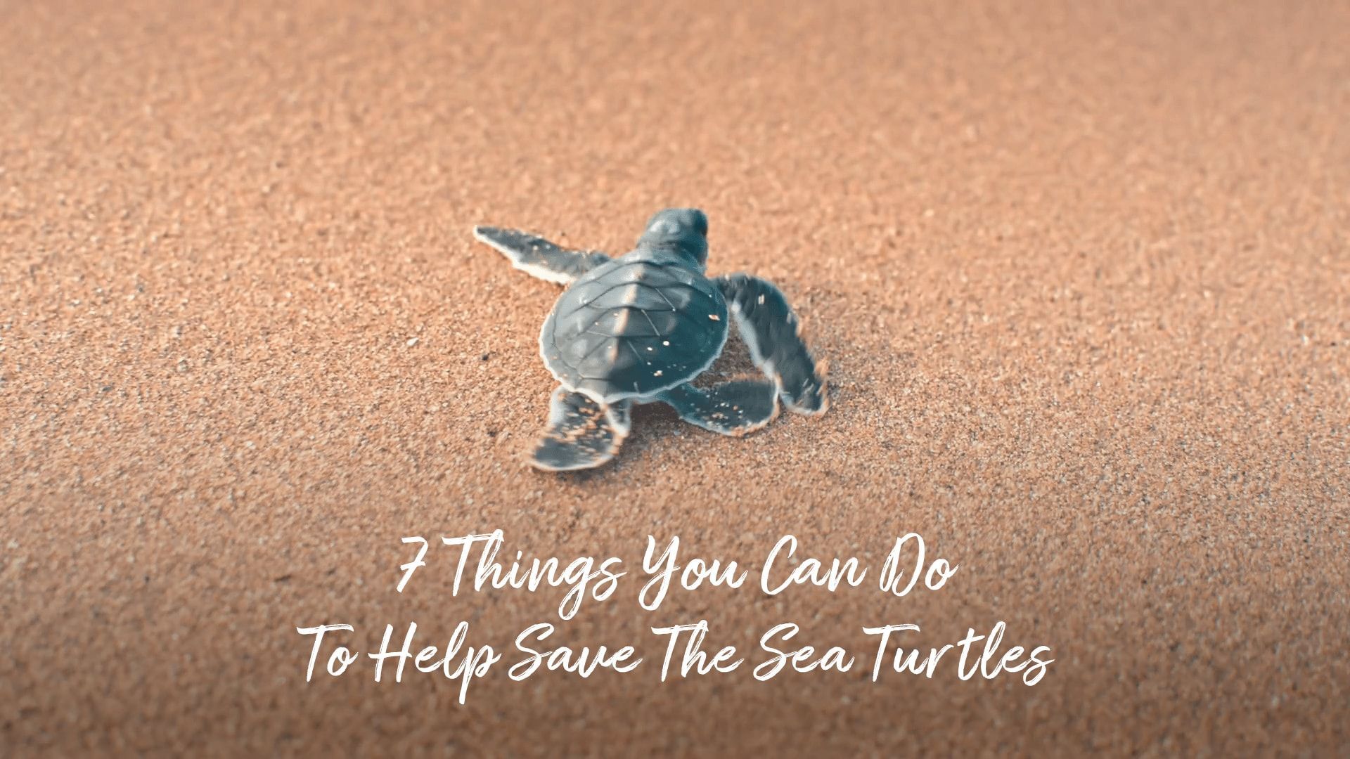A baby sea turtle crawling on the sand with the words 