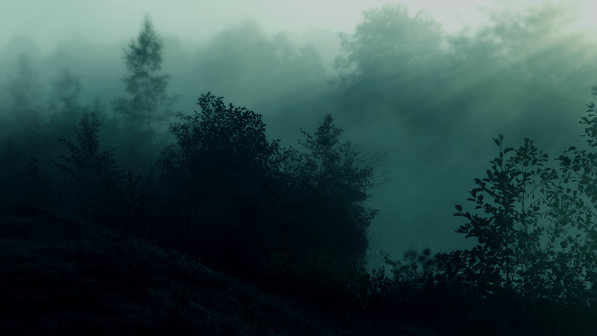 A foggy forest with trees and grass - Dark green, nature, foggy forest