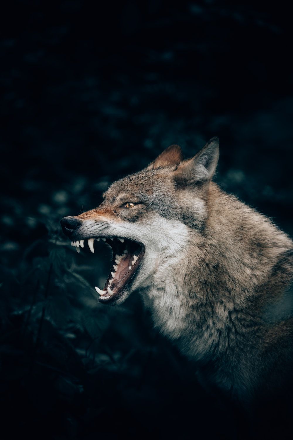 A wolf with its mouth open, showing its teeth - Wolf
