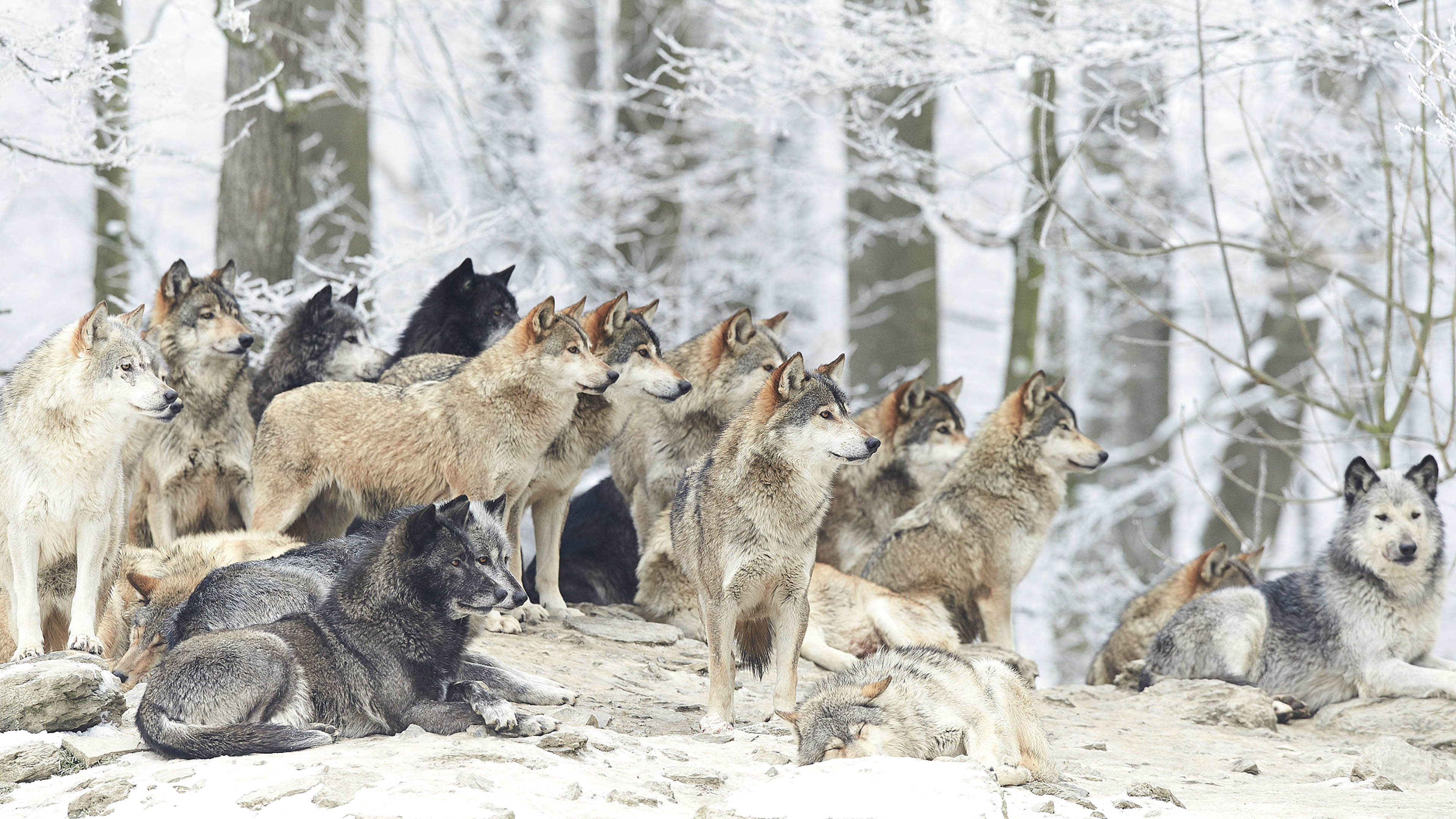 A group of wolves in the snow - Wolf