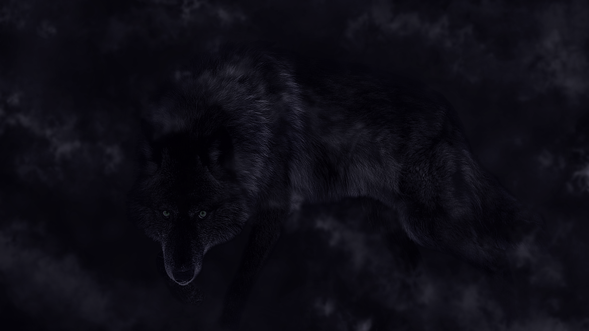 A black wolf is standing in the dark - Wolf