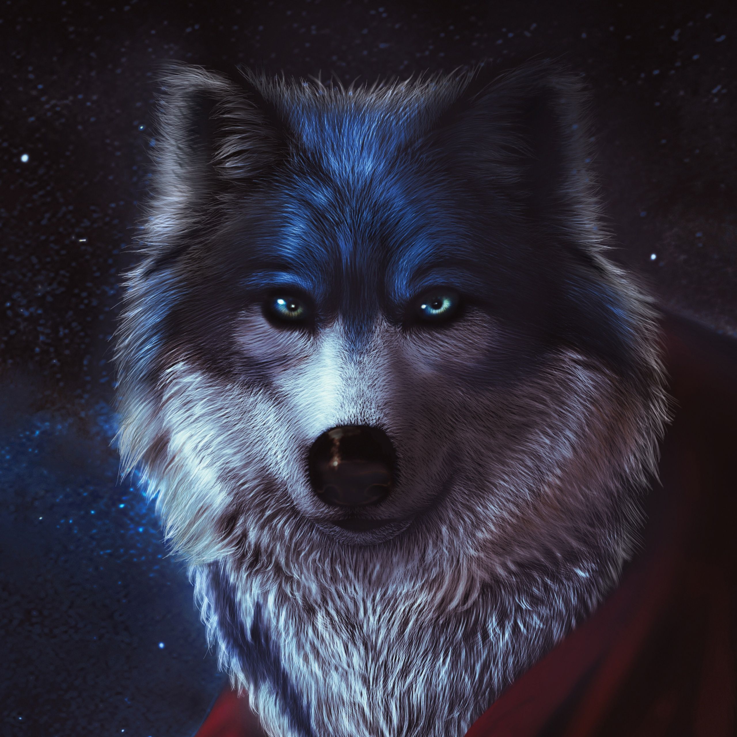 A wolf with blue eyes and a red cloak looks out into space. - Wolf