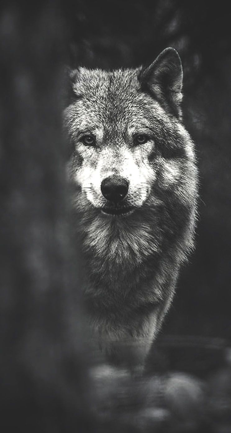A black and white photo of an animal - Wolf