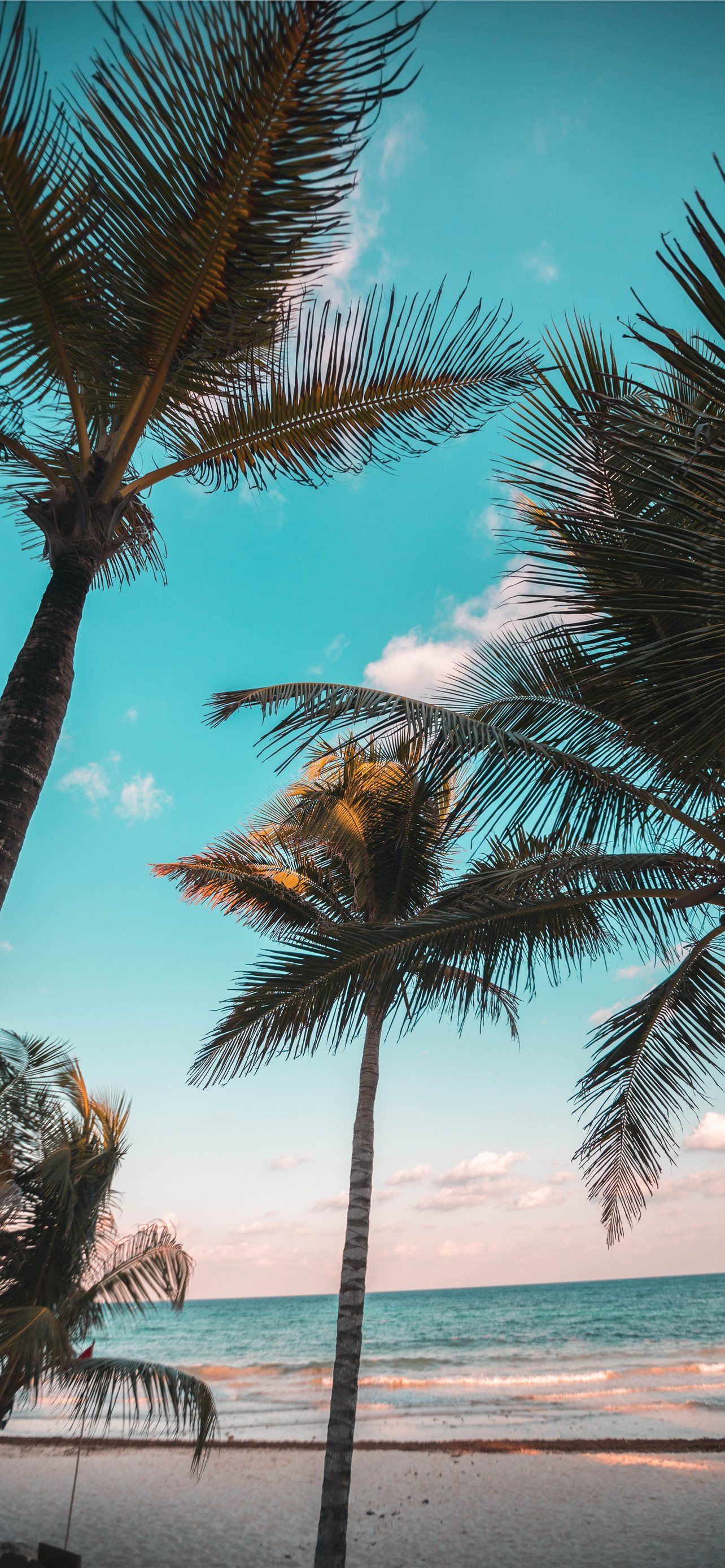 three coconut trees on seashore iPhone Wallpaper Free Download