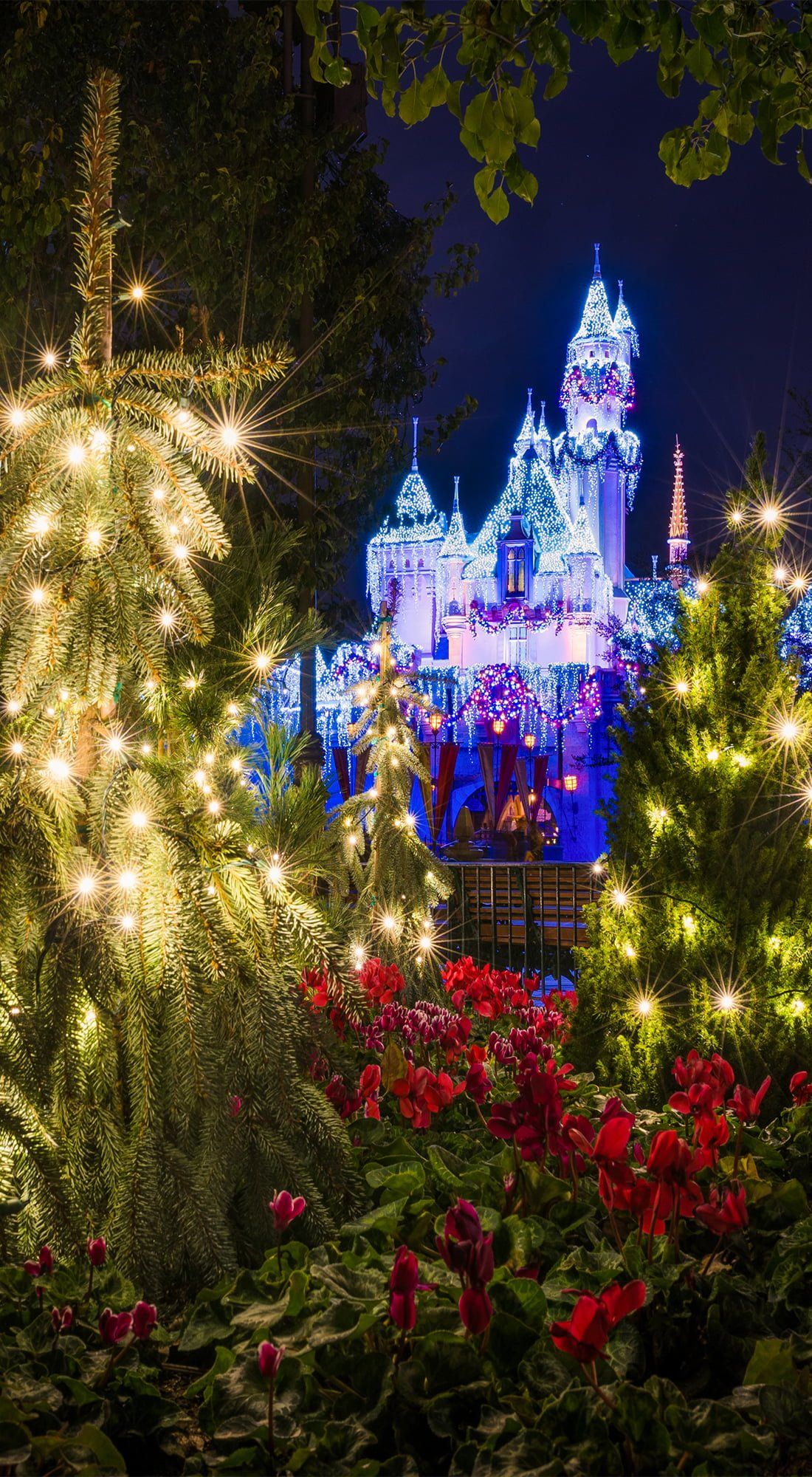 Disneyland's Sleeping Beauty Castle is lit up with Christmas lights and surrounded by trees and flowers. - Disneyland