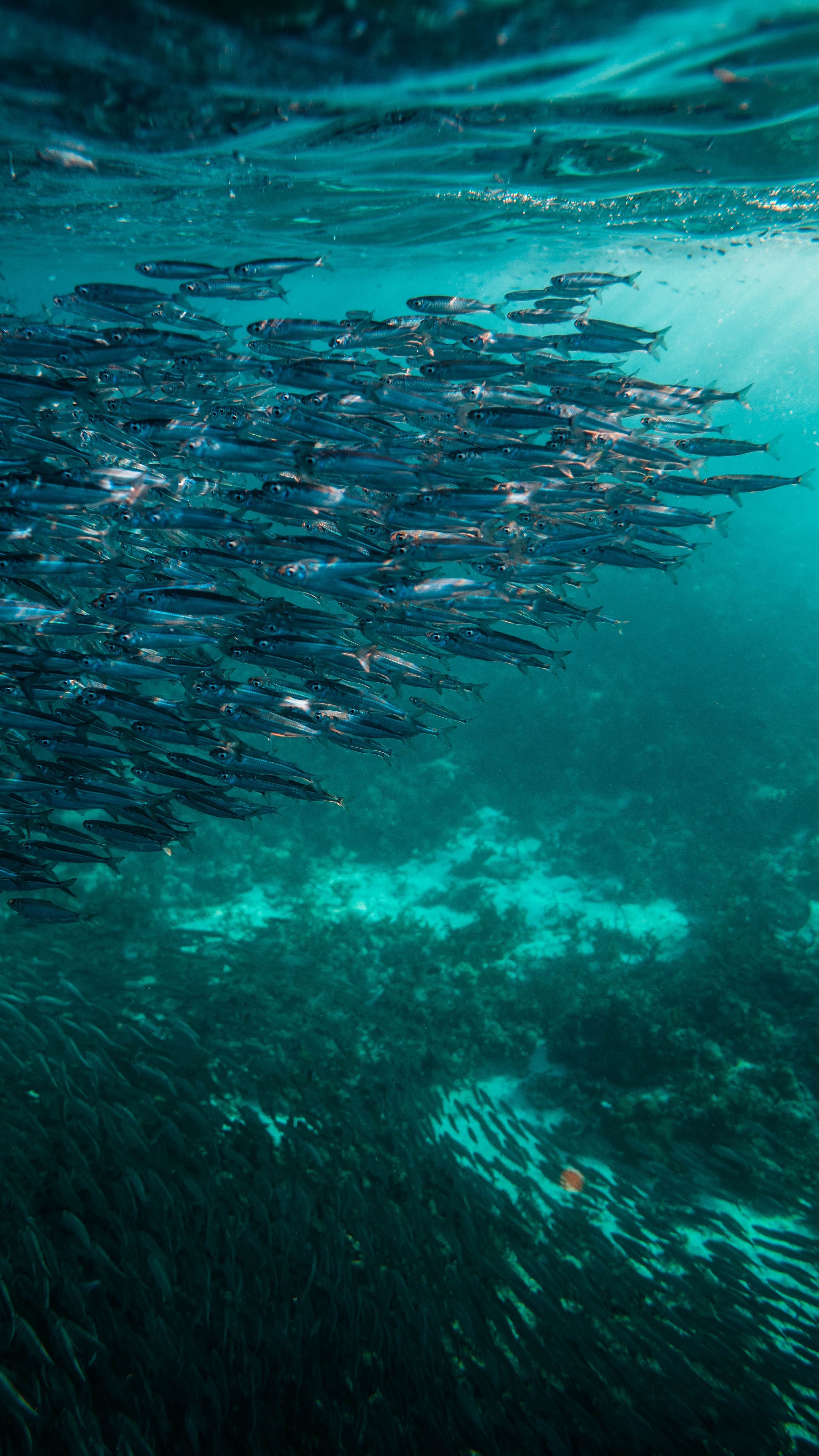 A school of fish swimming in the ocean - Underwater