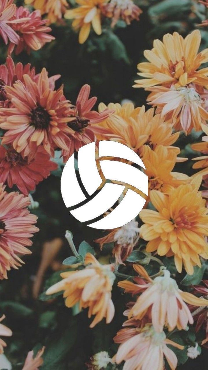 Fondos de voleibol. Volleyball wallpaper, Volleyball, Wallpaper. Voleibol, Voleyball, Voley