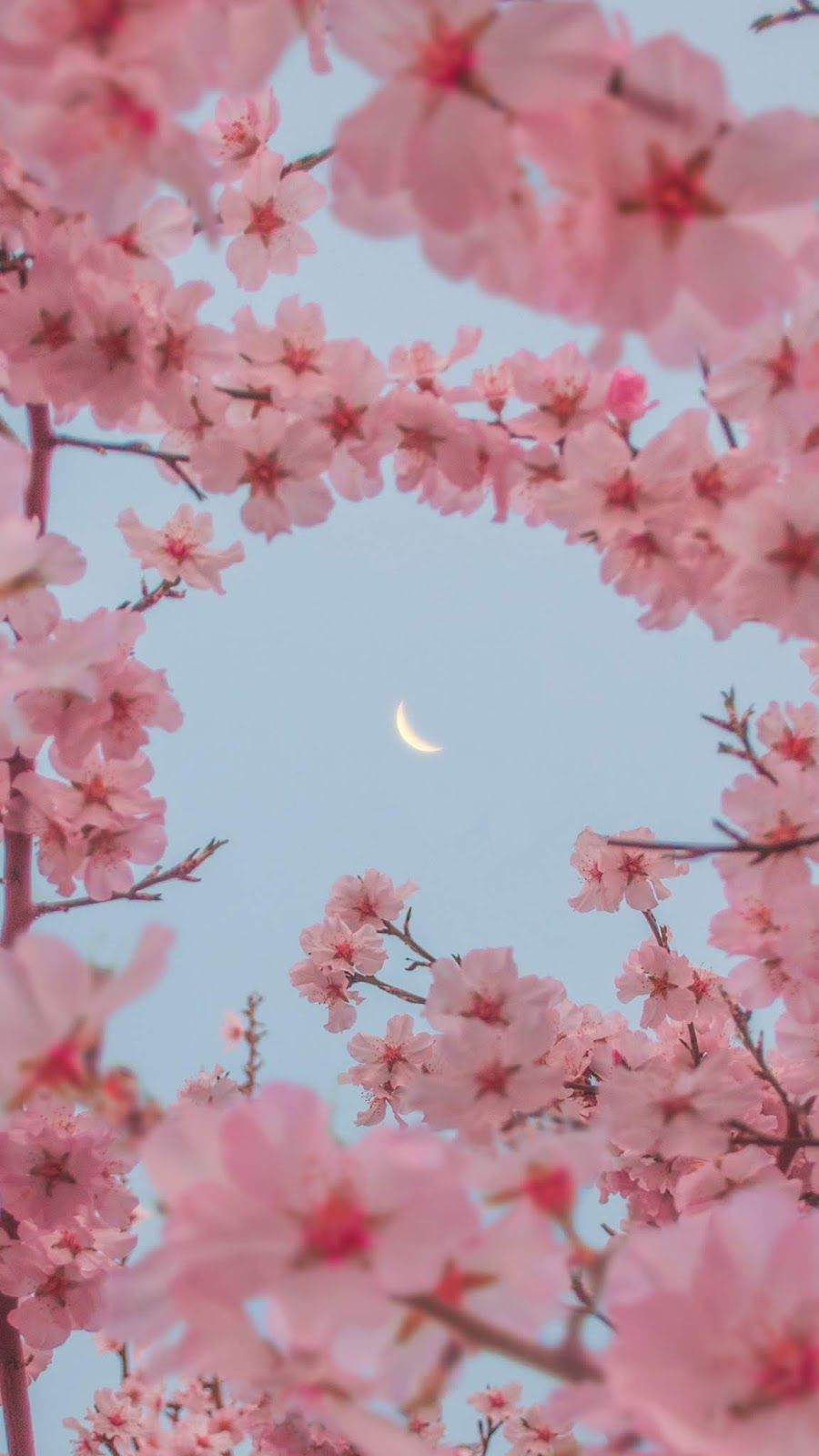 A branch of cherry blossoms in bloom with a crescent moon in the background - Cherry blossom, cherry