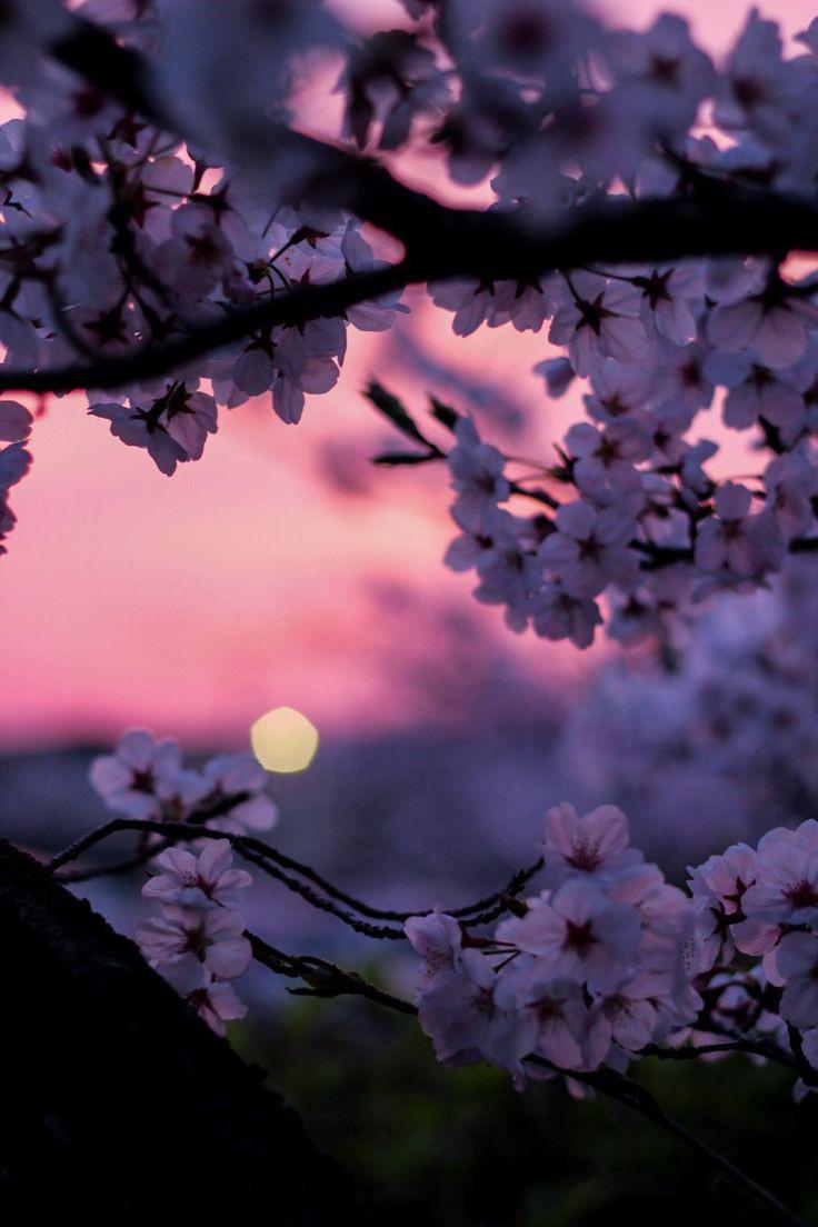 Cherry blossom during golden hour