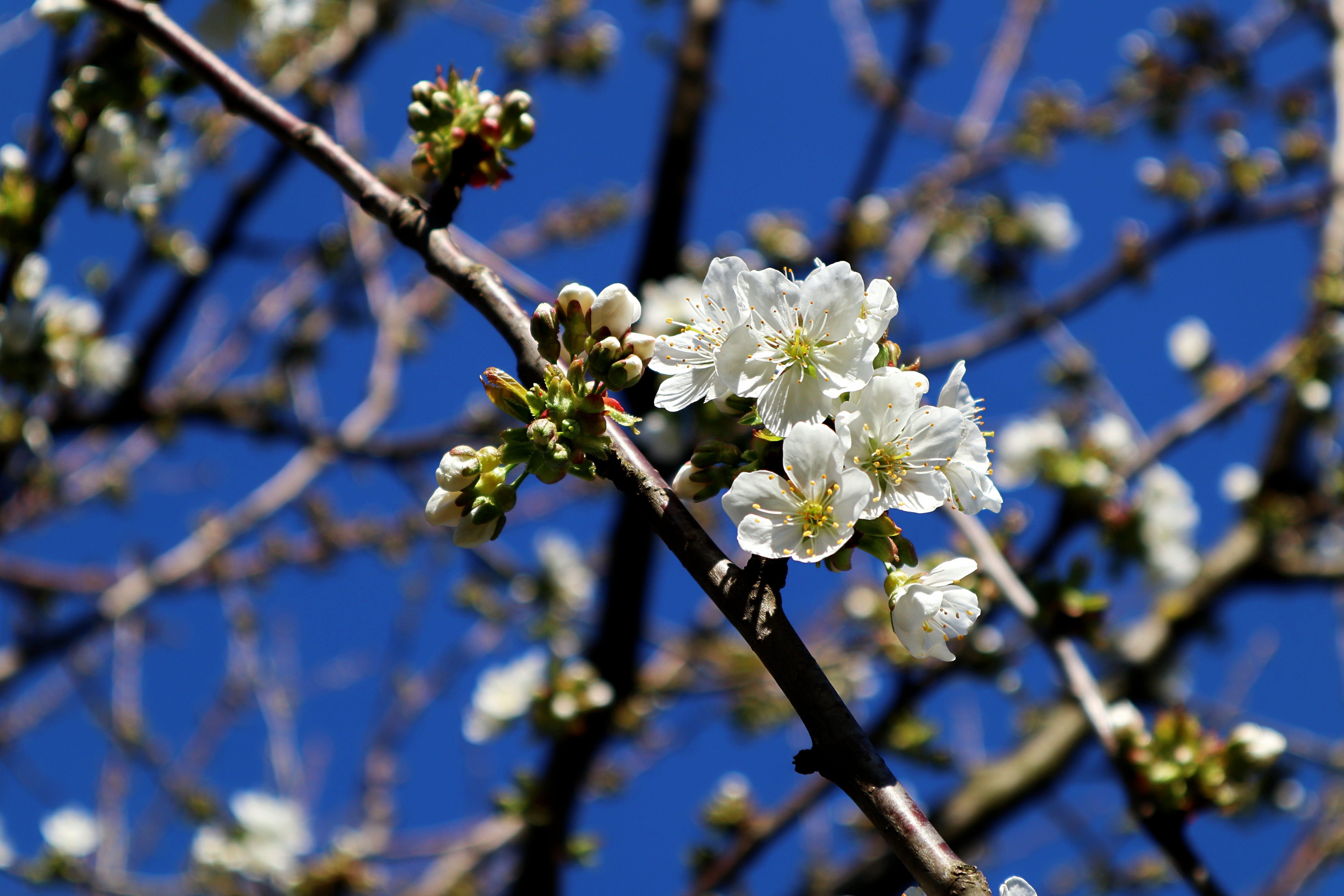 Wallpaper / Beauty In Nature, Apple Tree, Cherry Blossom, No People, Bloom, Branches, Outdoors, Apple Blossom Branch, Growth, Close Up, Fruit Tree, Apple, Aesthetic Free Download