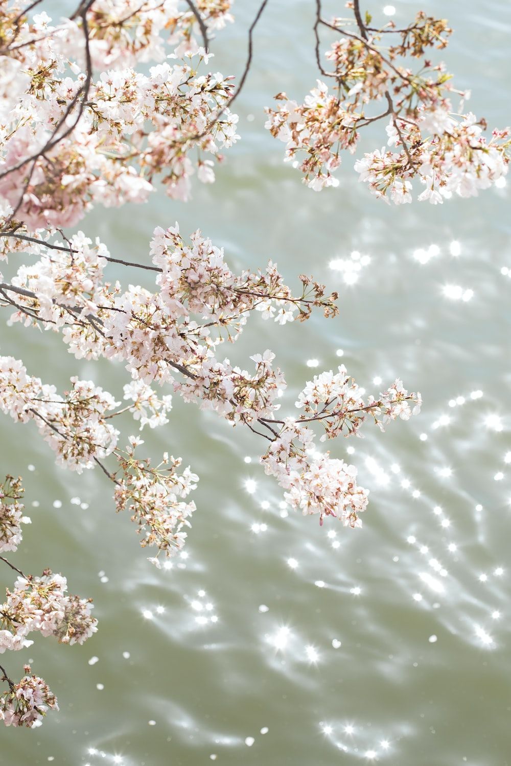 white cherry blossom tree during daytime photo