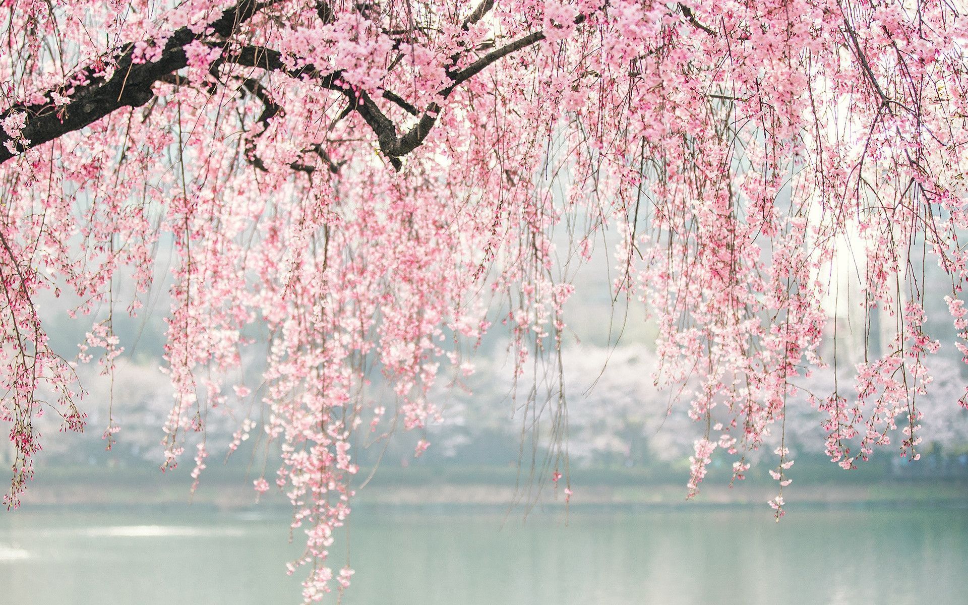 Cherry Blossom Aesthetic Wallpaper