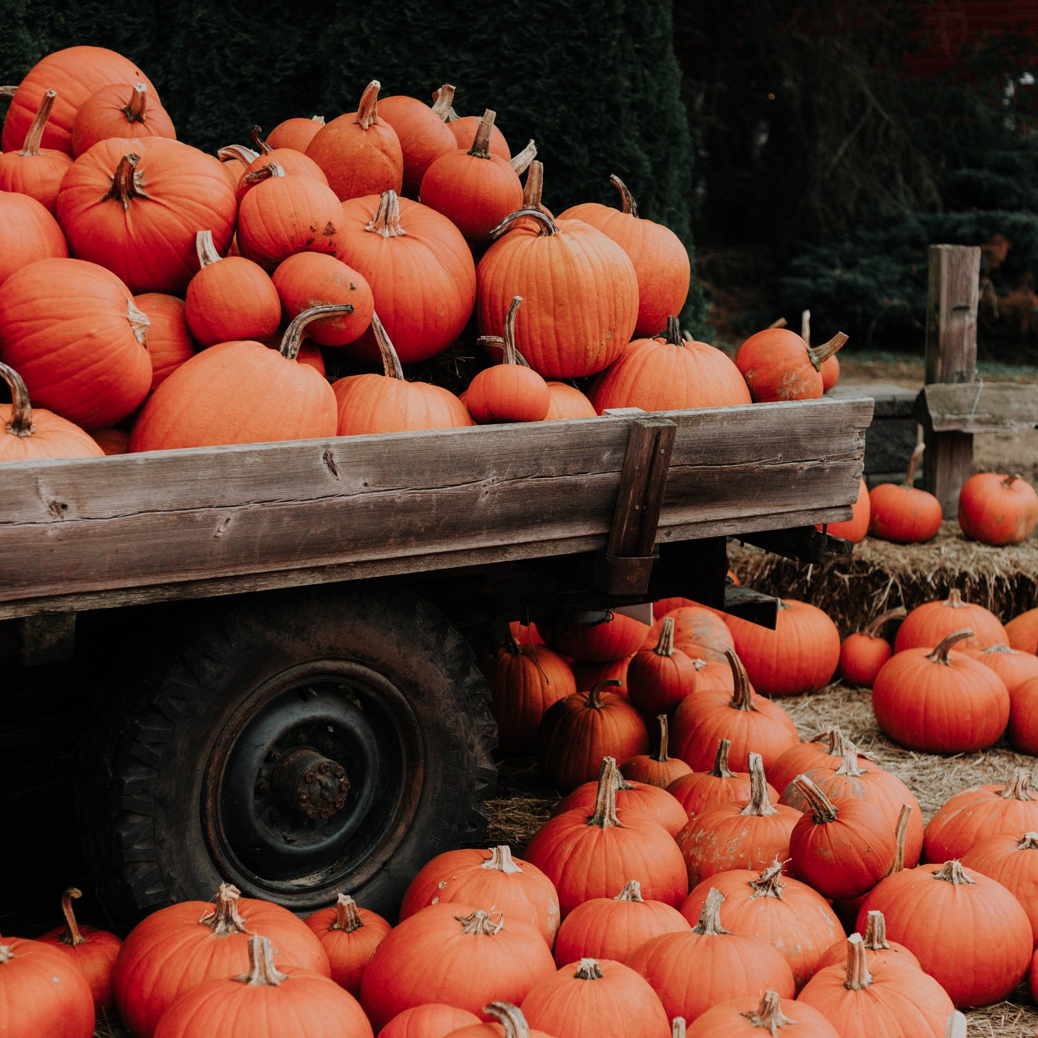A cart filled with lots of pumpkins - Fall, cute fall, pumpkin, November