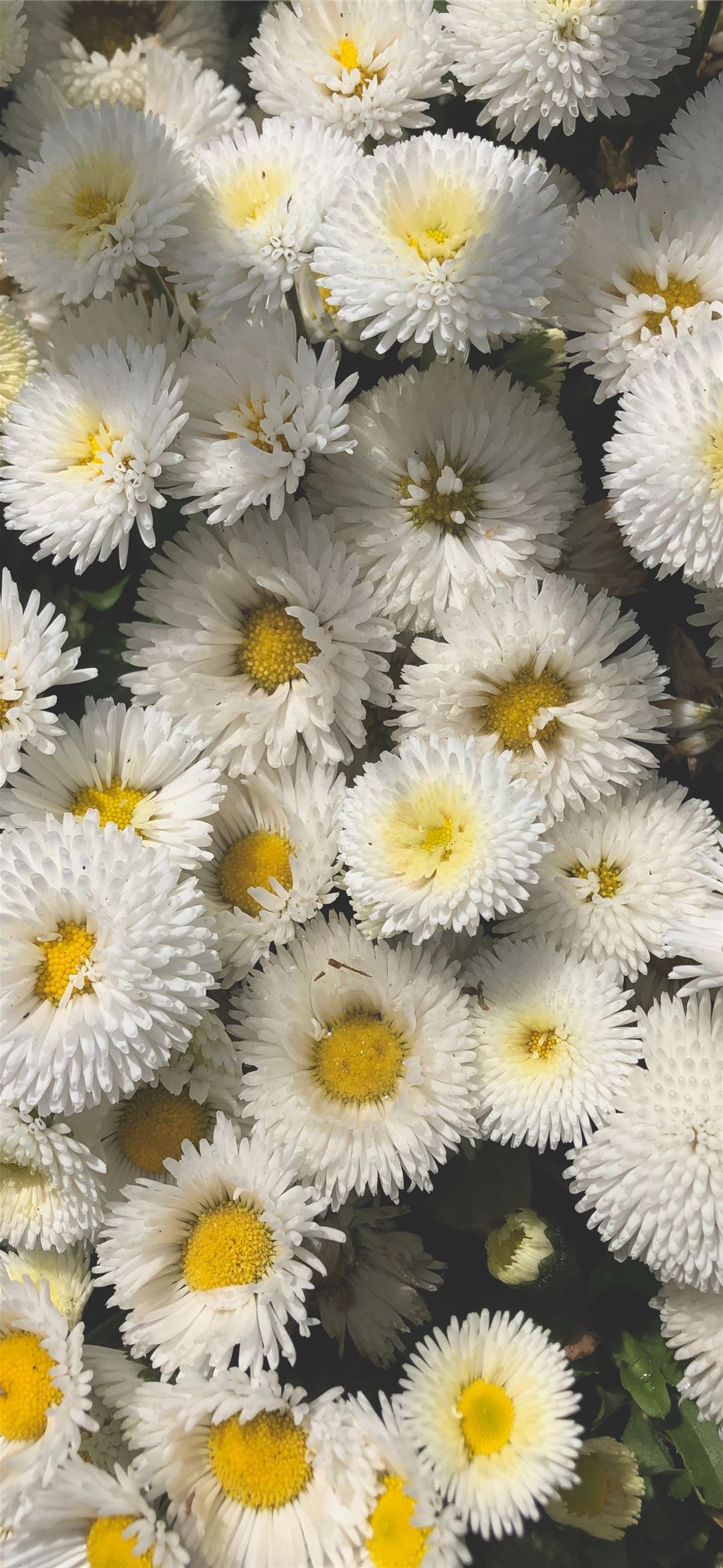 A close up of some white flowers - Flower