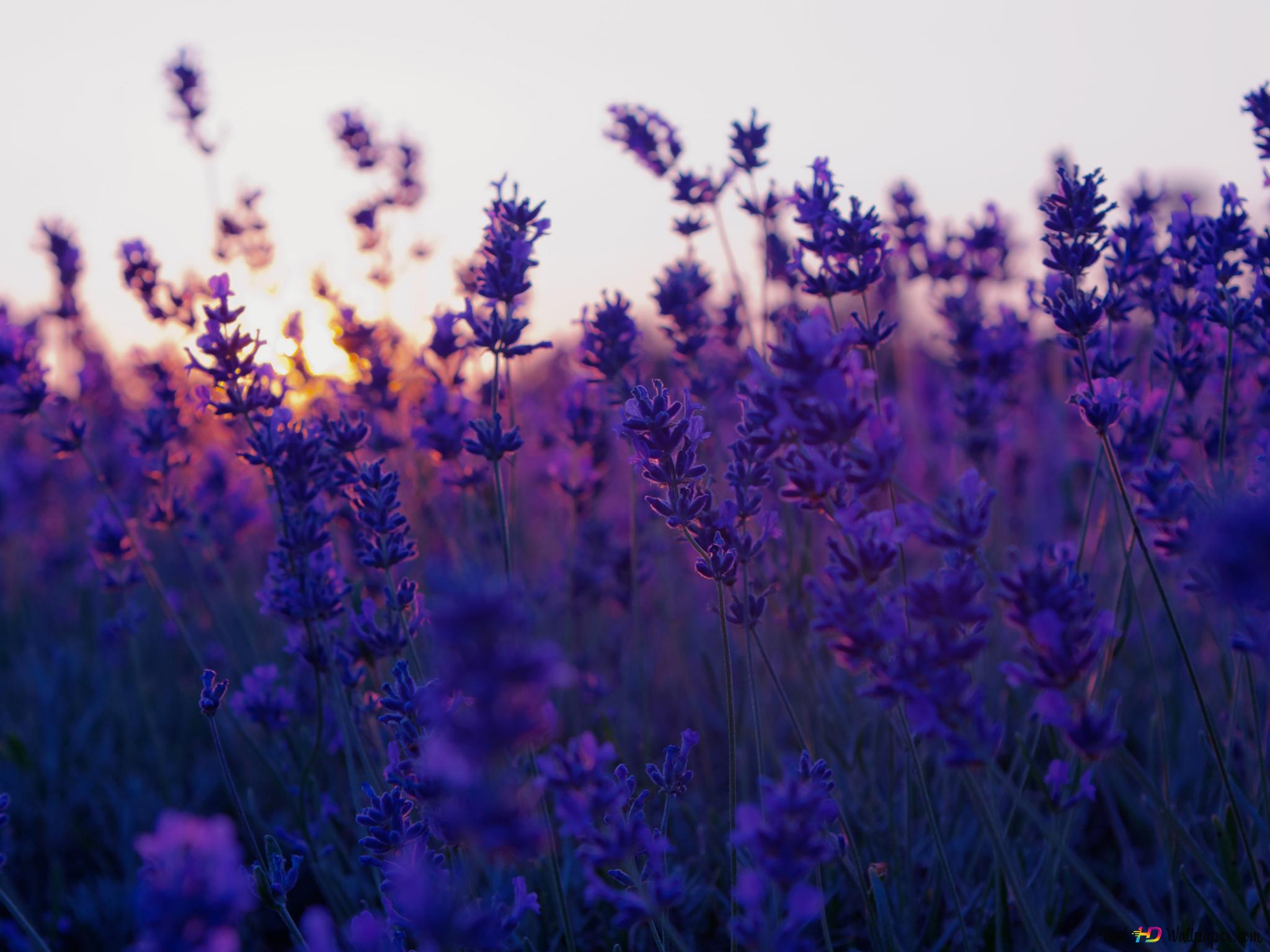Lavender flowers during sunset - Flower