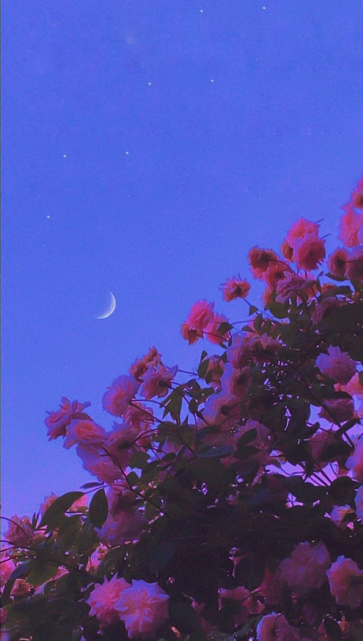 A moon is in the sky with flowers - Flower
