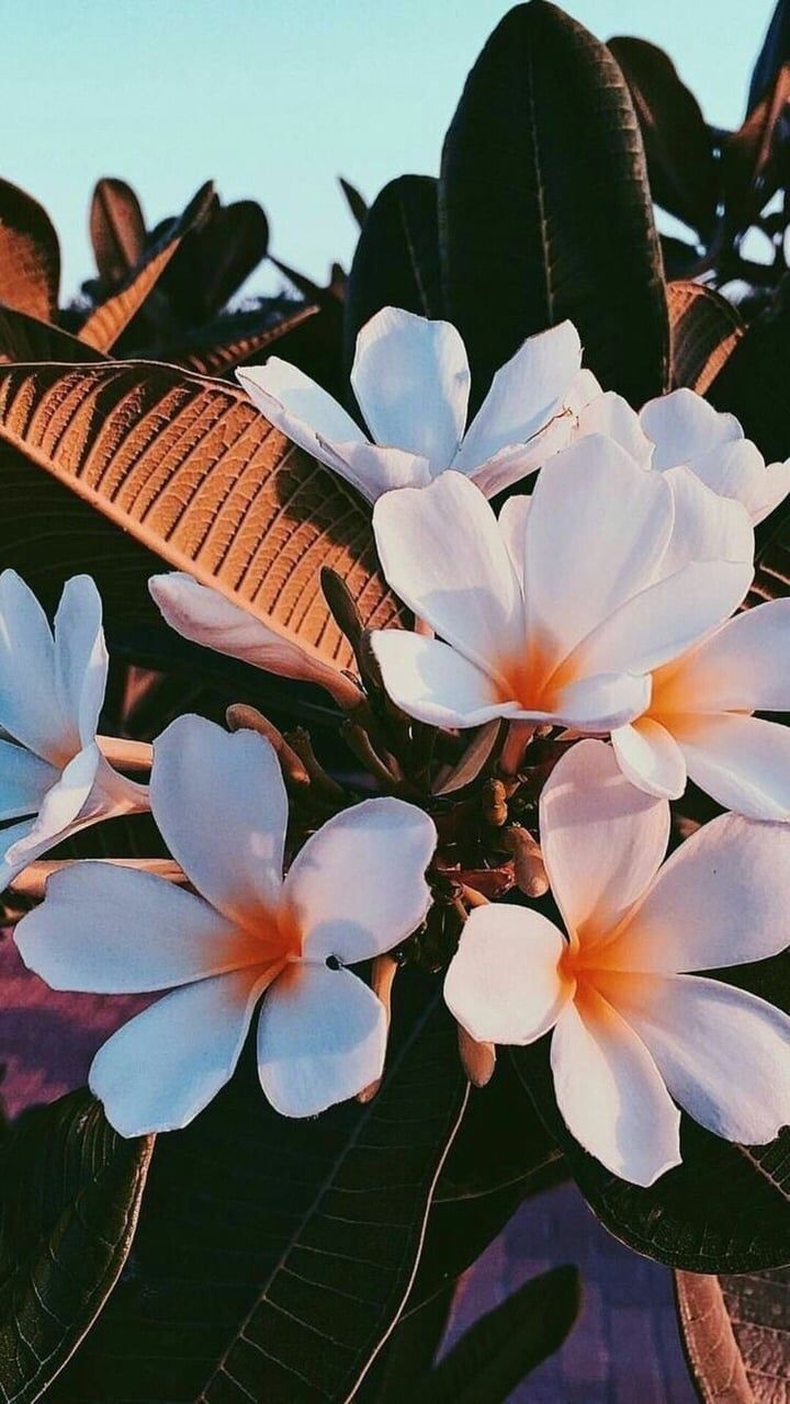 flowers #nature #kawaii #background #dreams #animals #summer /entr. para iphone, Fotos tumblr com flores, Wallpaper florido