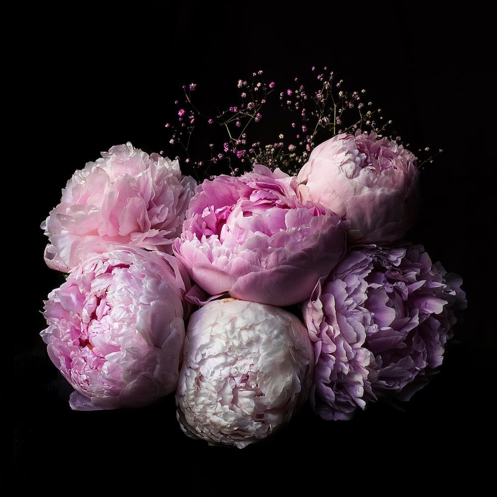 A bouquet of pink peonies on black background - Flower