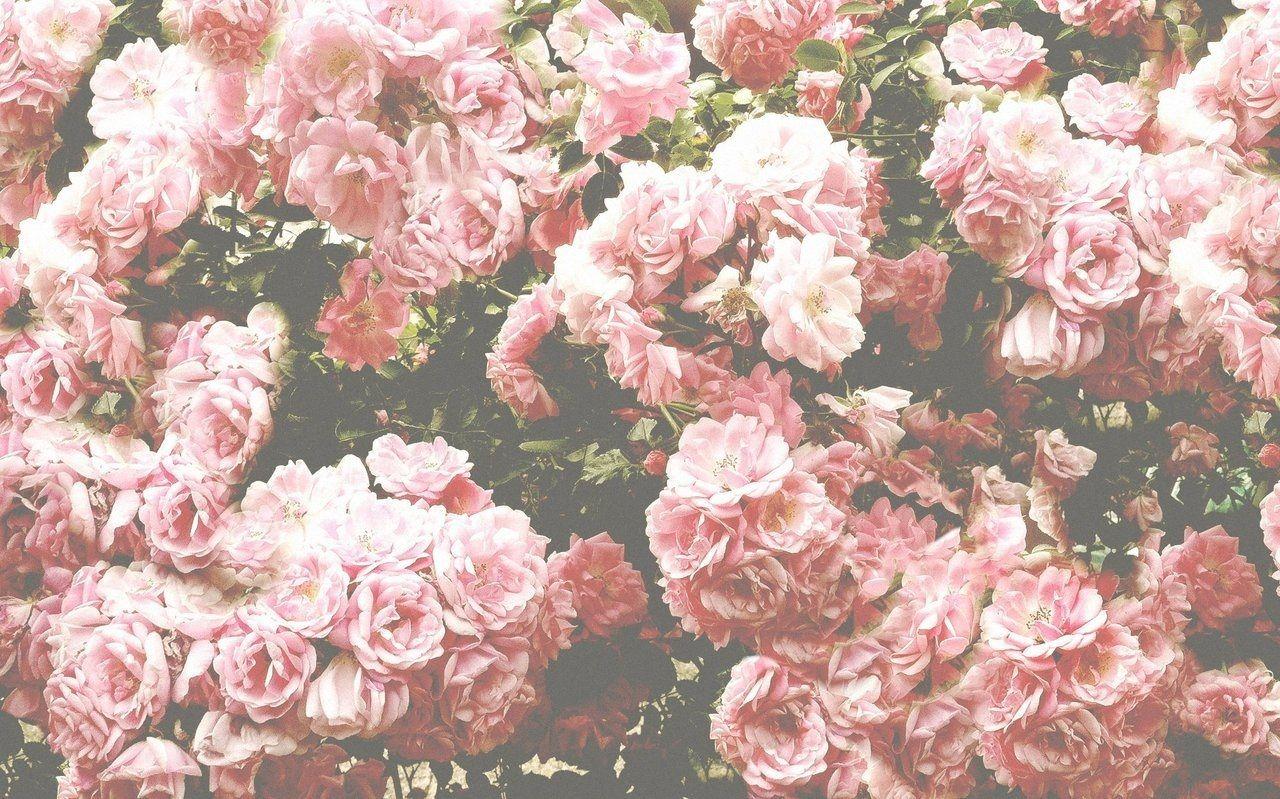 A lot of pink flowers in a garden - Vintage