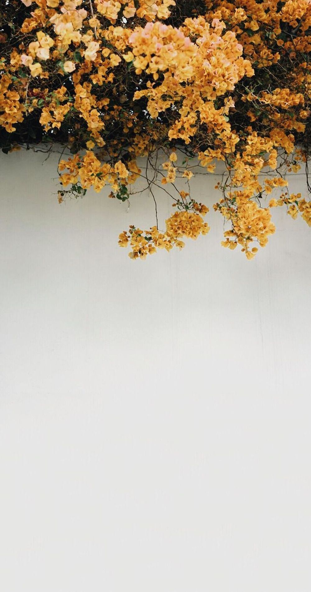 Yellow Flower Aesthetic Wallpaper