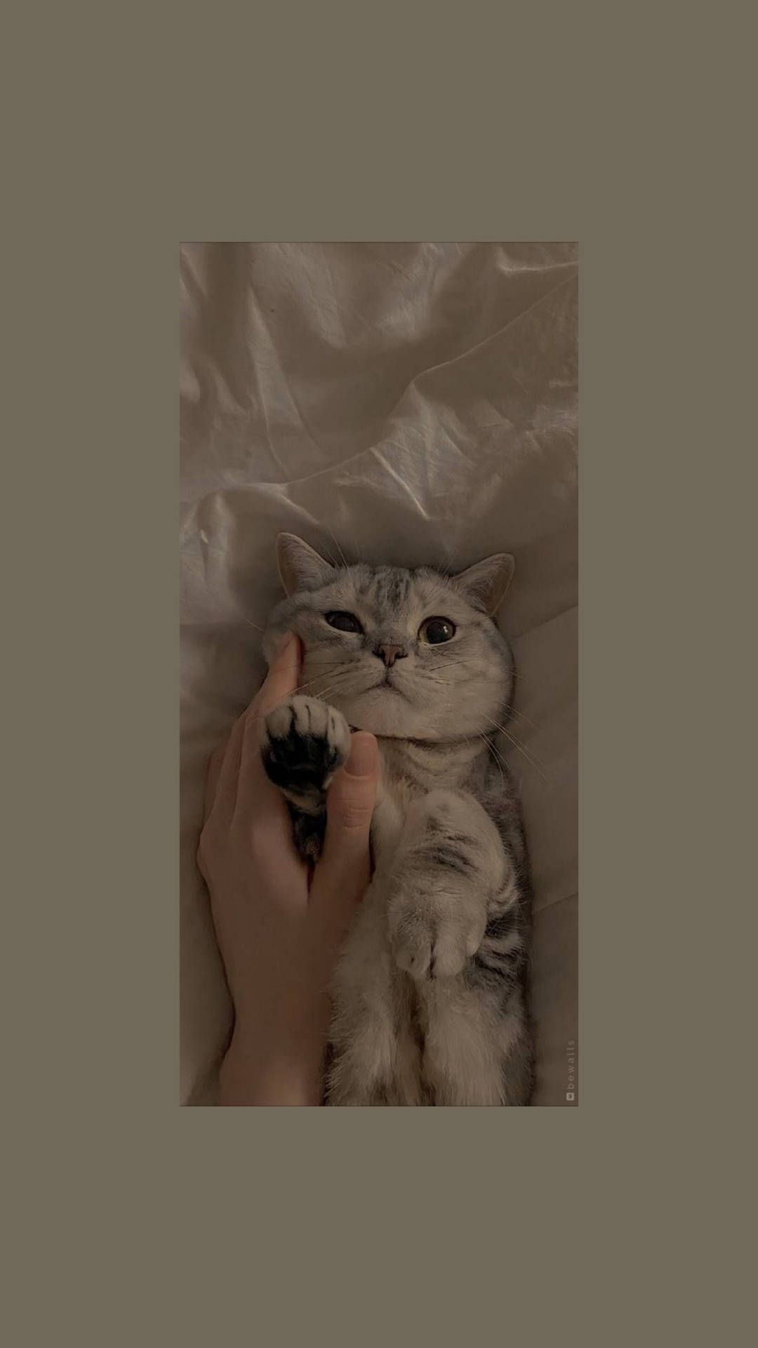 A cat with a paw on a person's hand - Cat