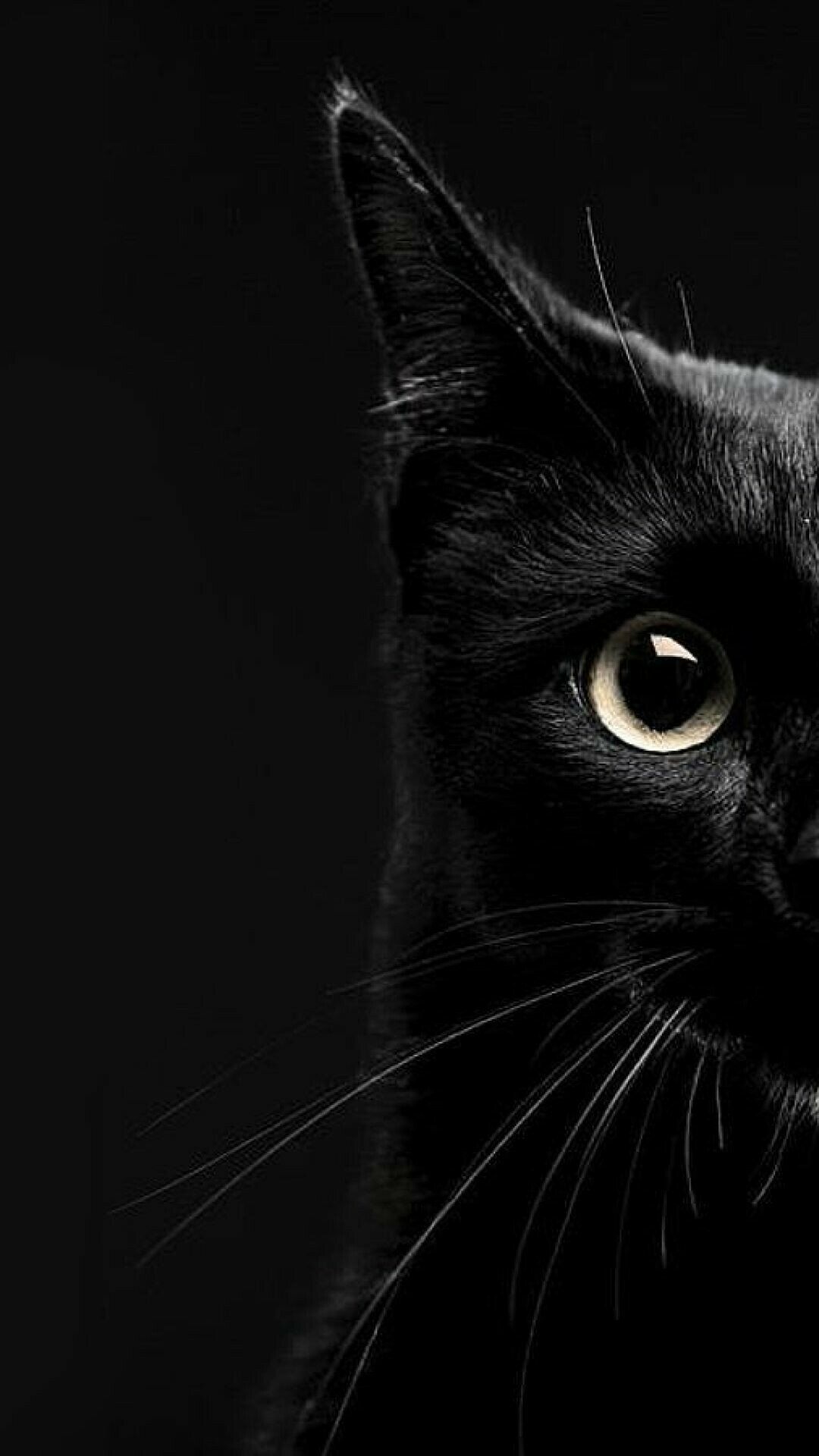 A black cat with yellow eyes. - Cat