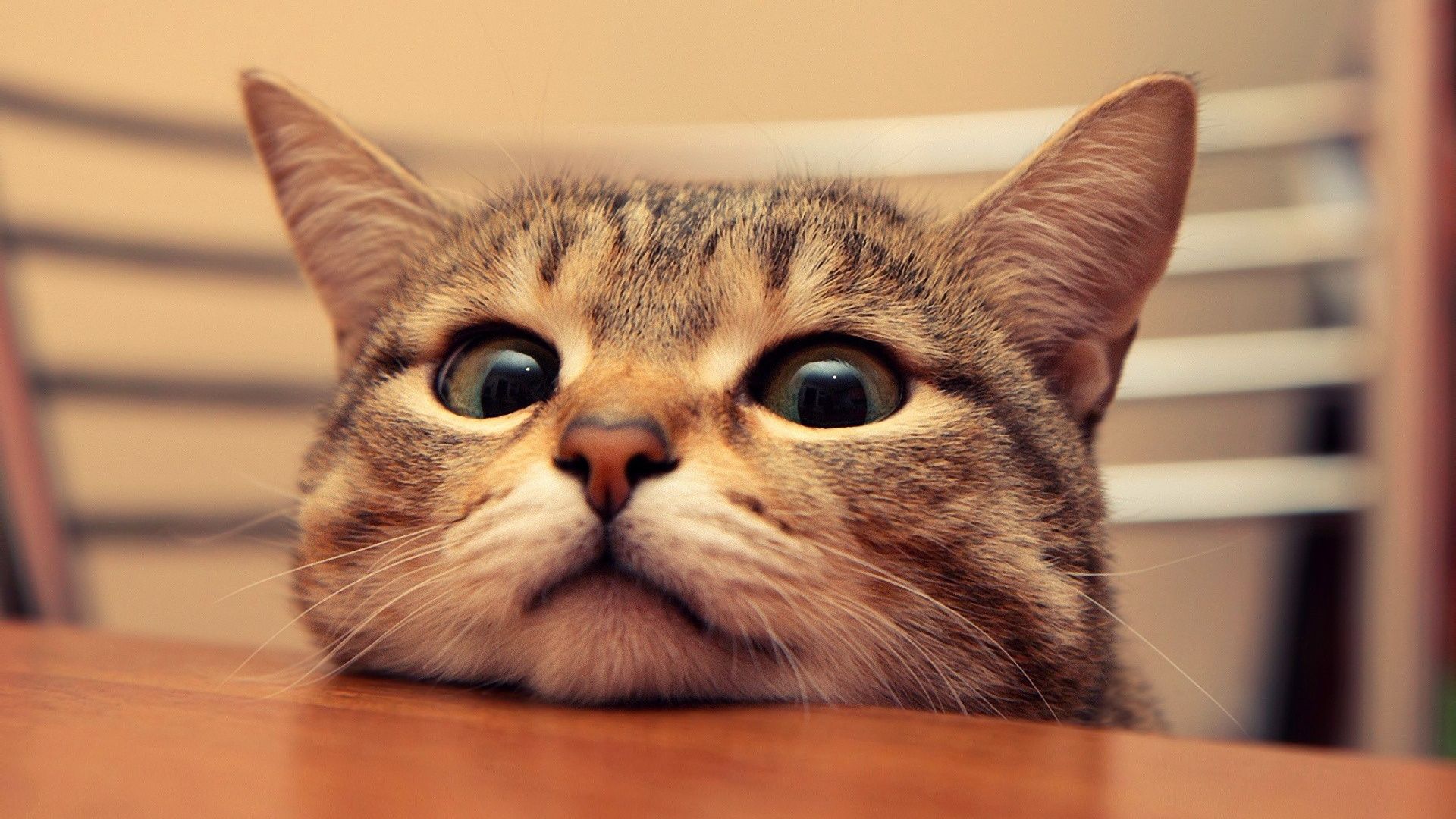 A cat with big eyes looking over a table - Cat