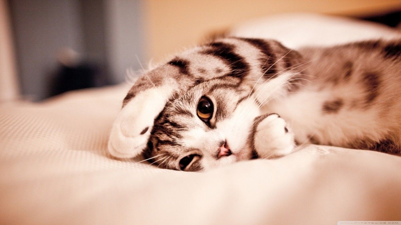 A cute cat laying on a bed. - Cat